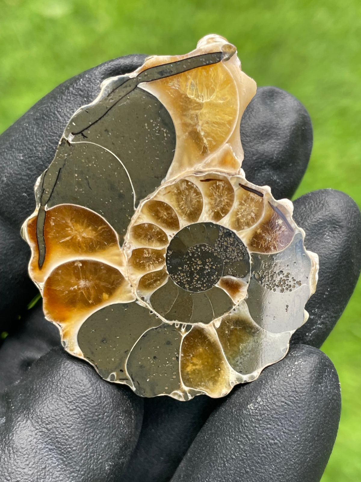 StoneBorn Creations Polished Ammonite Fossil – Golden Crystal Chambers