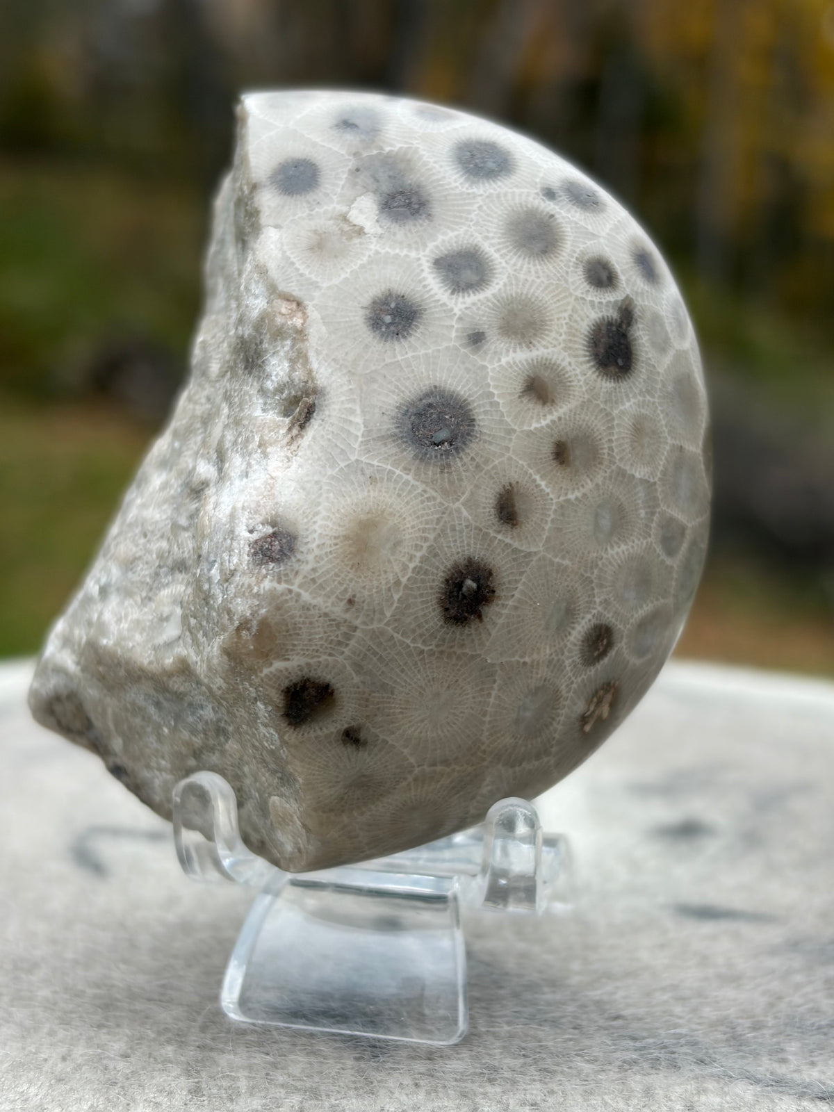 StoneBorn Creations – Hand-Polished Petoskey Stone | Fossilized Coral | Natural Freeform Display