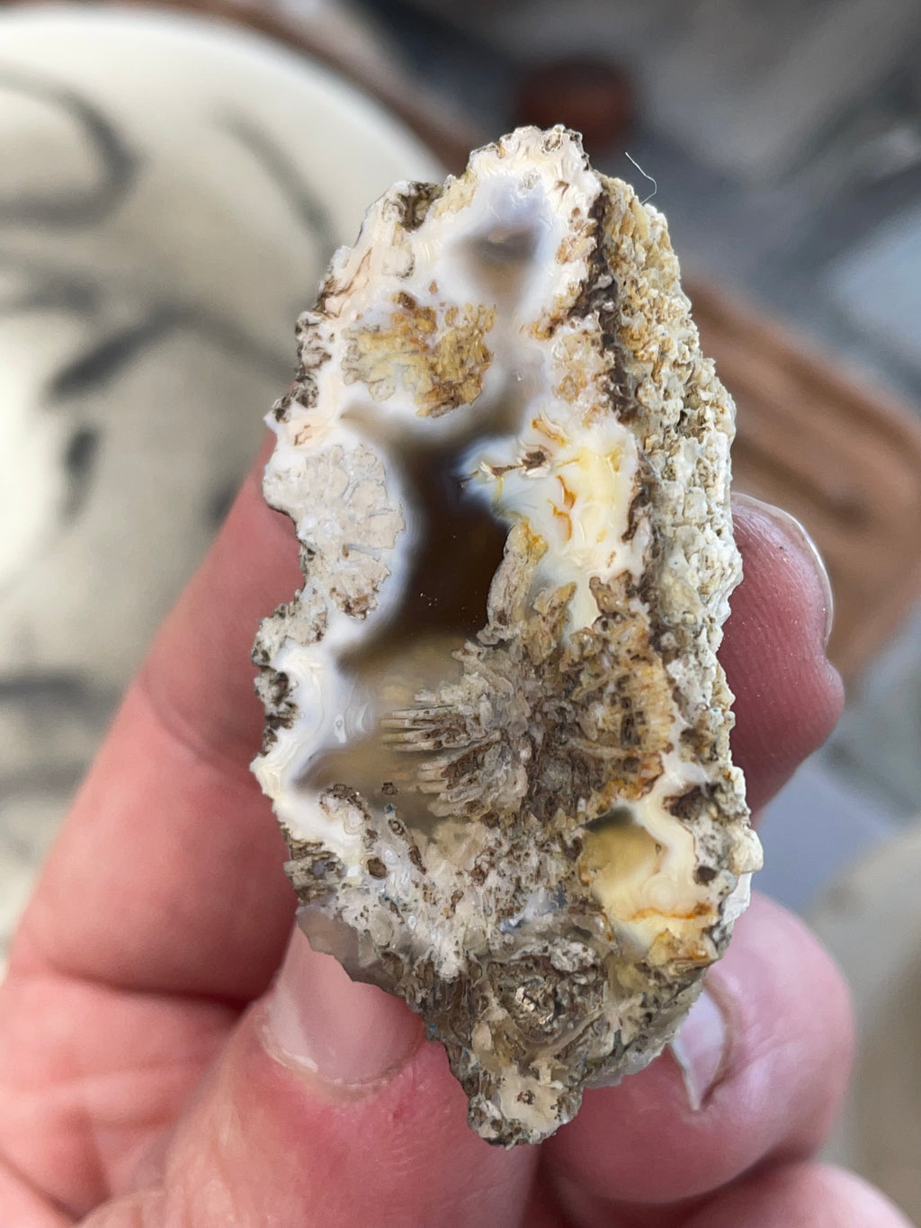 Agatized Coral | Hand Polished Fossil Coral | One of a Kind
