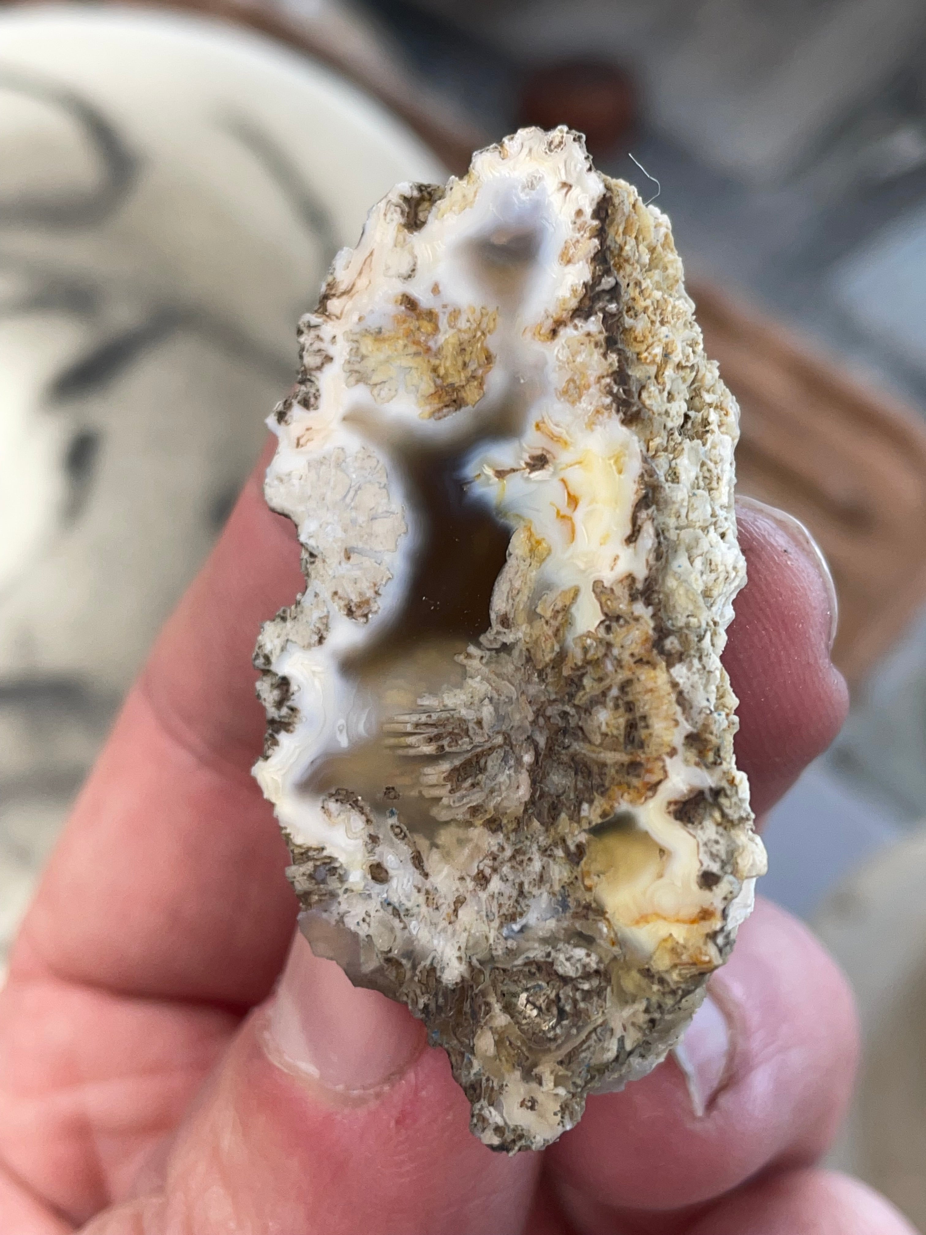 Agatized Coral | Hand Polished Fossil Coral | One of a Kind