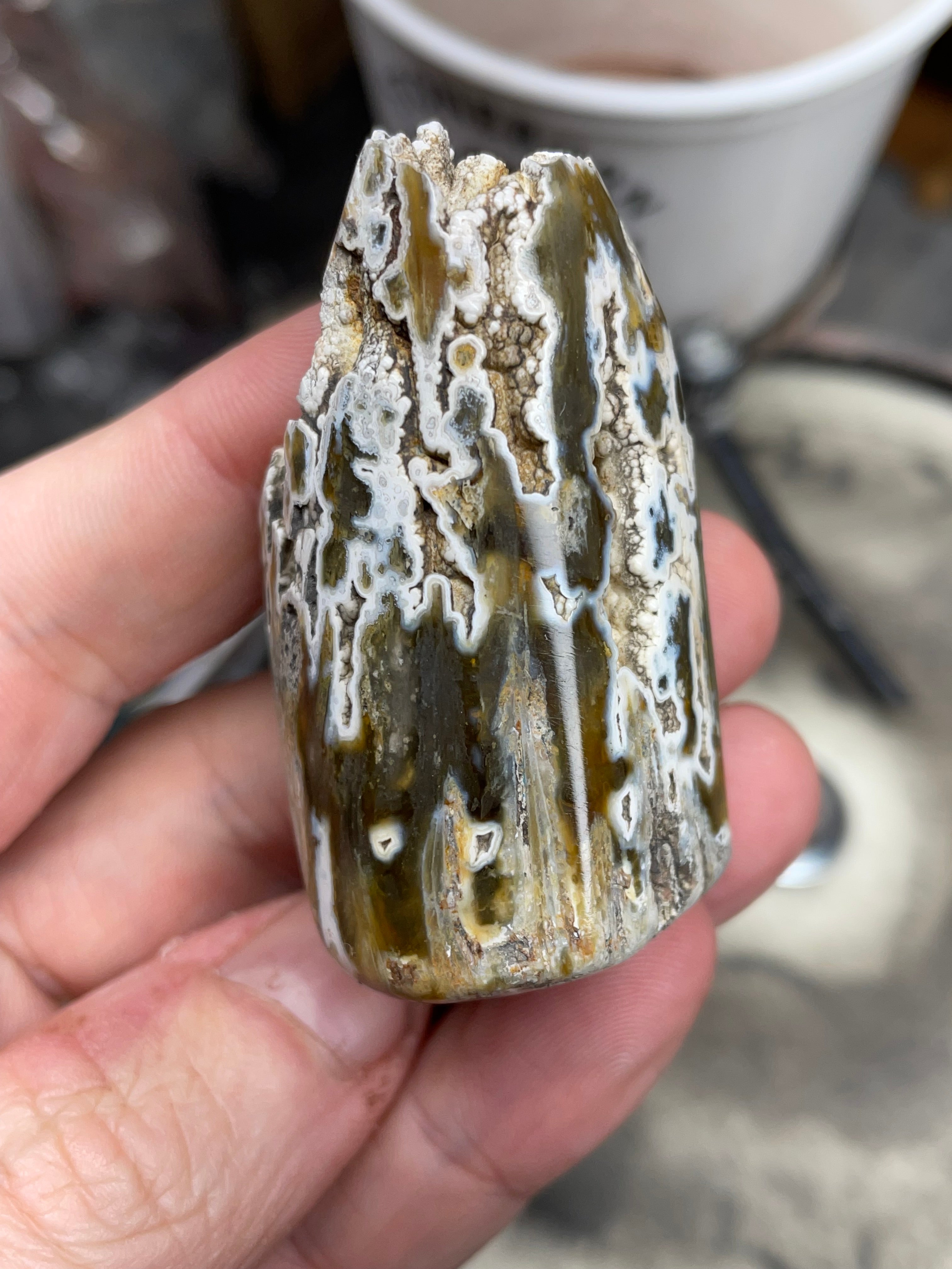 Agatized Coral – Hand Shaped & Polished Freeform