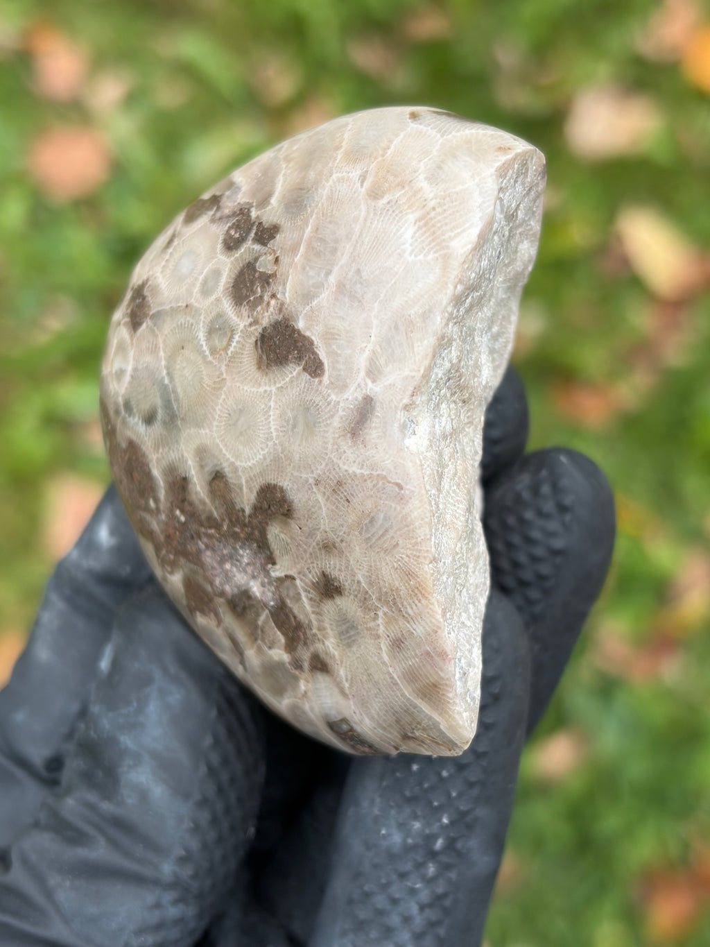 StoneBorn Creations – Hand-Polished Petoskey Stone | Fossilized Coral | Natural Freeform Display