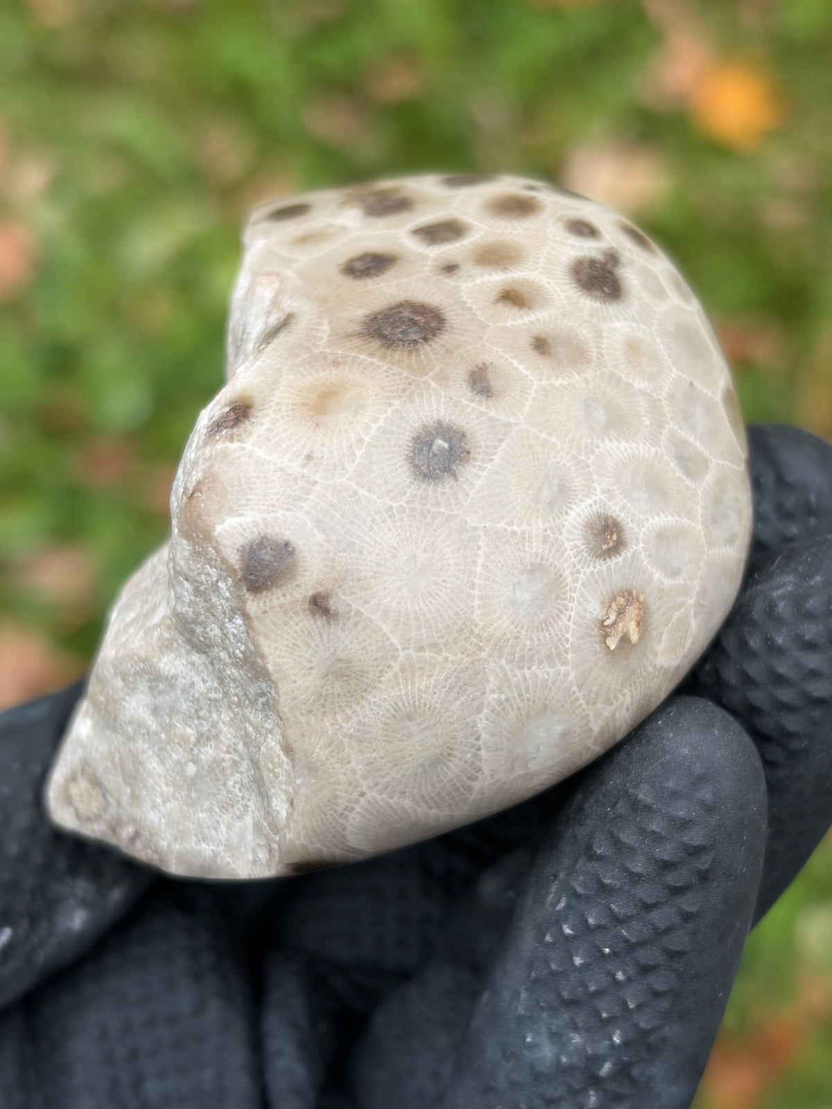StoneBorn Creations – Hand-Polished Petoskey Stone | Fossilized Coral | Natural Freeform Display