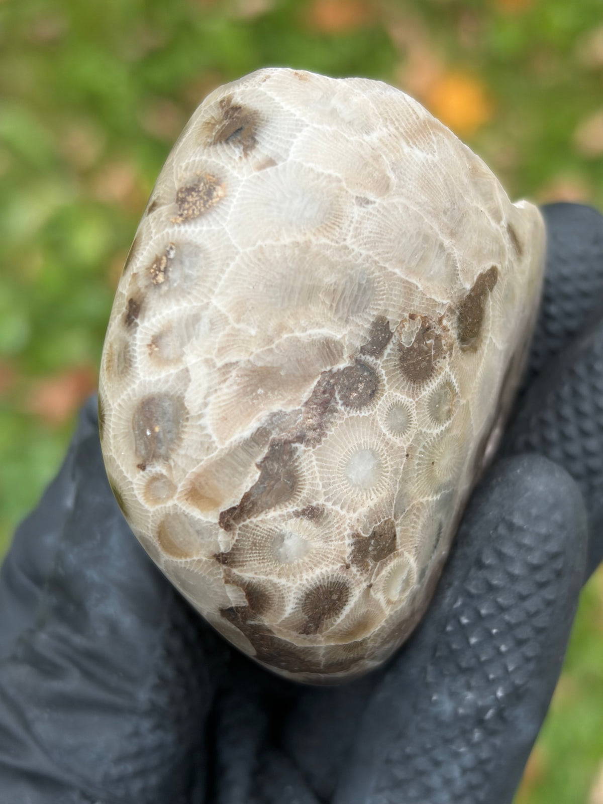 StoneBorn Creations – Hand-Polished Petoskey Stone | Fossilized Coral | Natural Freeform Display