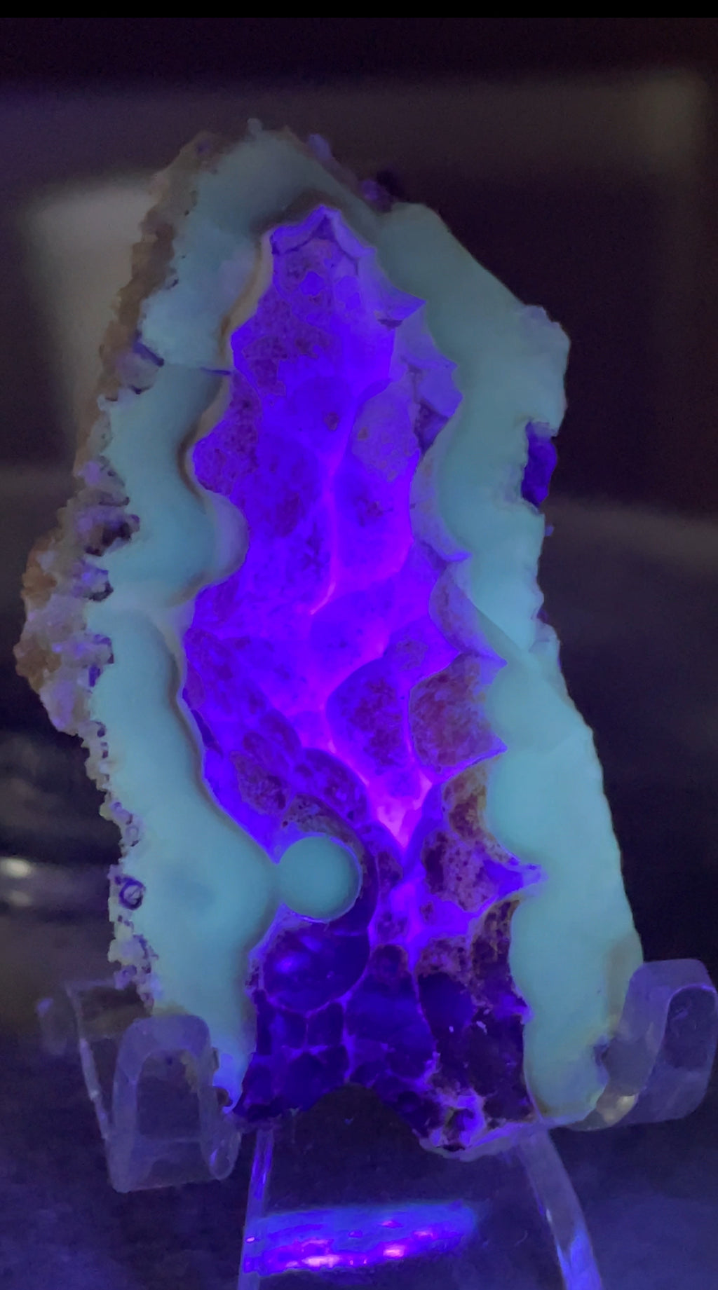 UV Reactive Agatized Coral — Polished Fossil Specimen