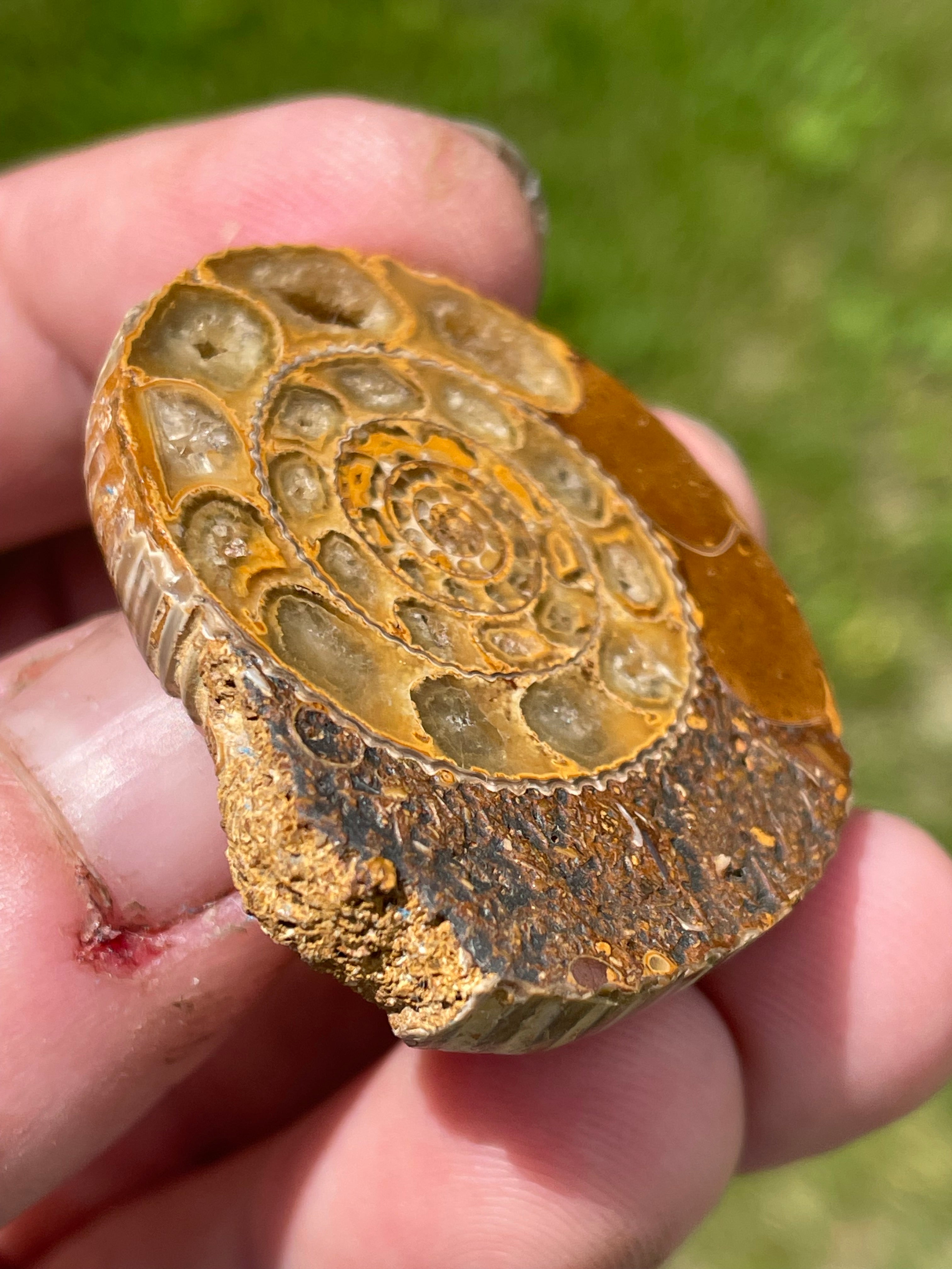 StoneBorn Creations Hand-Polished Split Ammonite Fossil Pair with Natural Druzy Chambers and Preserved Crystal-Filled Septa