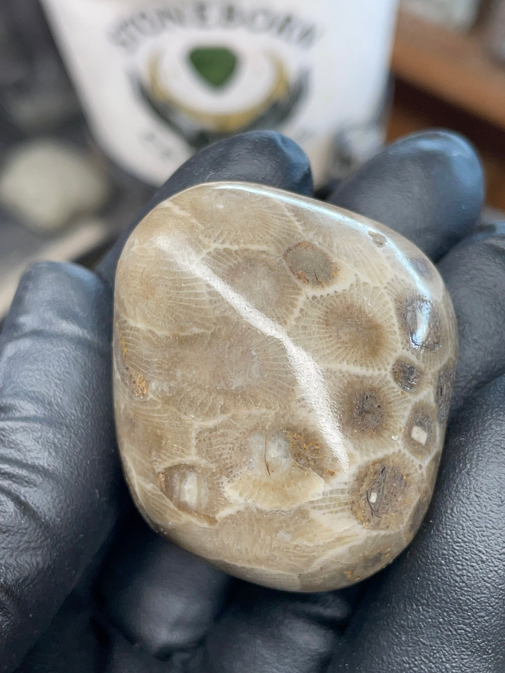 StoneBorn Creations – Polished Petoskey Stone (Ancient Fossil Coral)