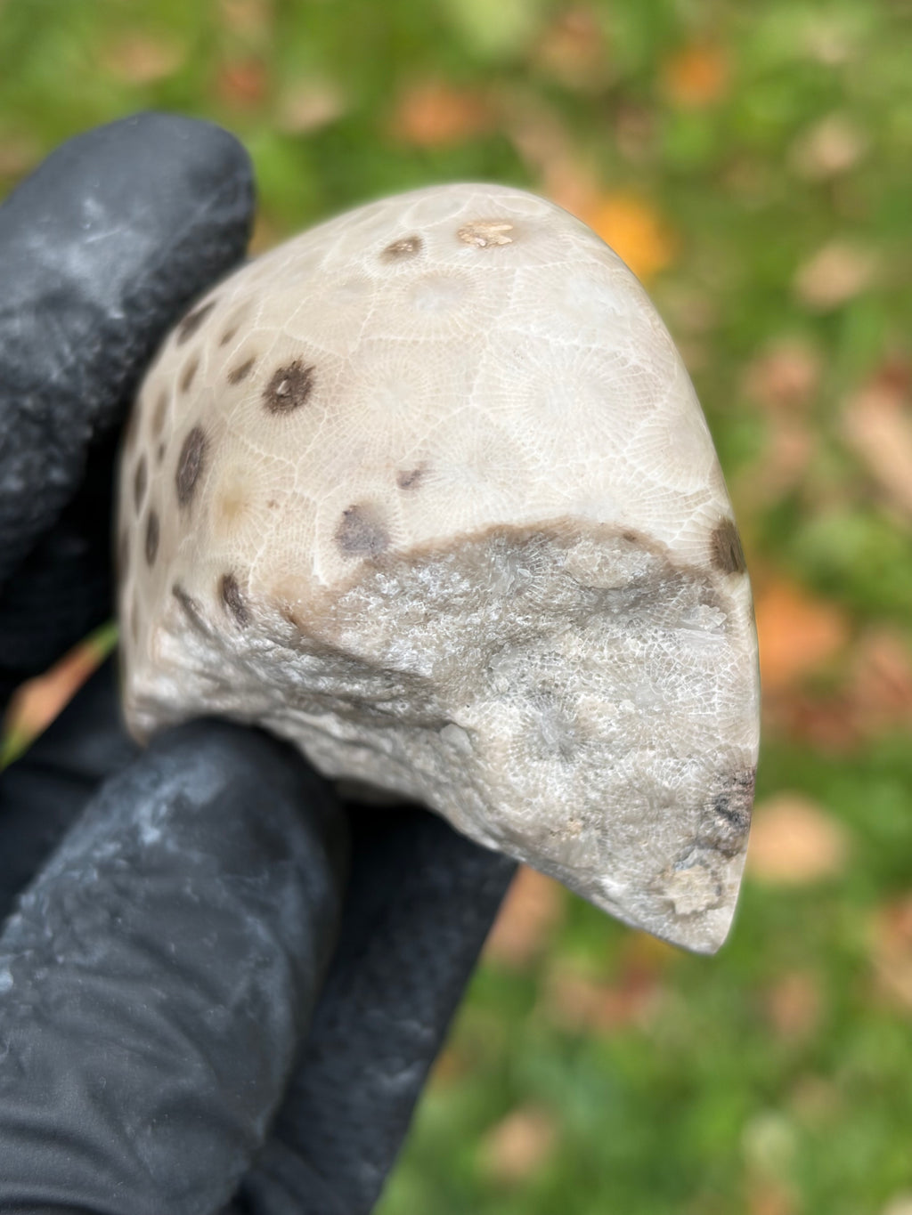 StoneBorn Creations – Hand-Polished Petoskey Stone | Fossilized Coral | Natural Freeform Display