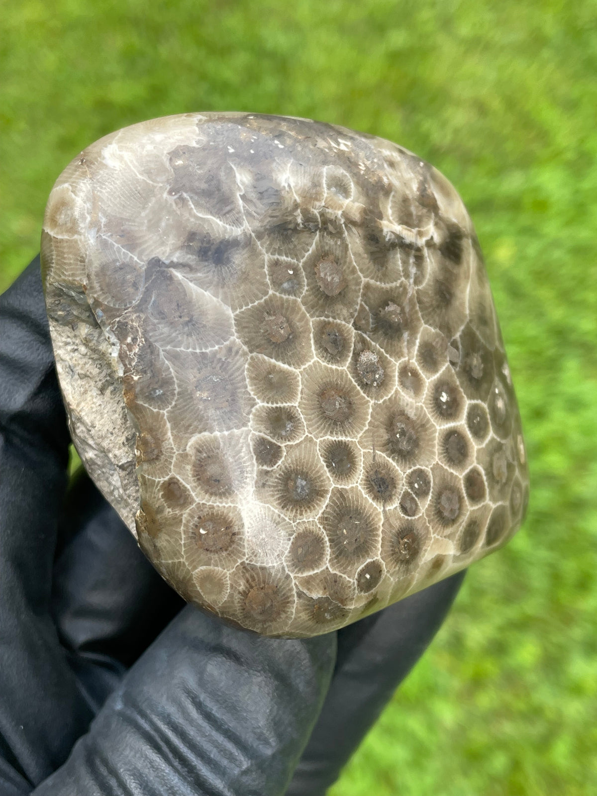 StoneBorn Creations Petoskey Stone Freeform – Hand Polished Fossil Coral with Natural Matrix