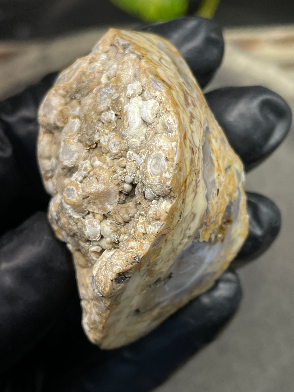 StoneBorn Creations Hand-Polished Curved Lace Agate with Natural Cream, Gold & Gray Banding – One-of-a-Kind Display Stone