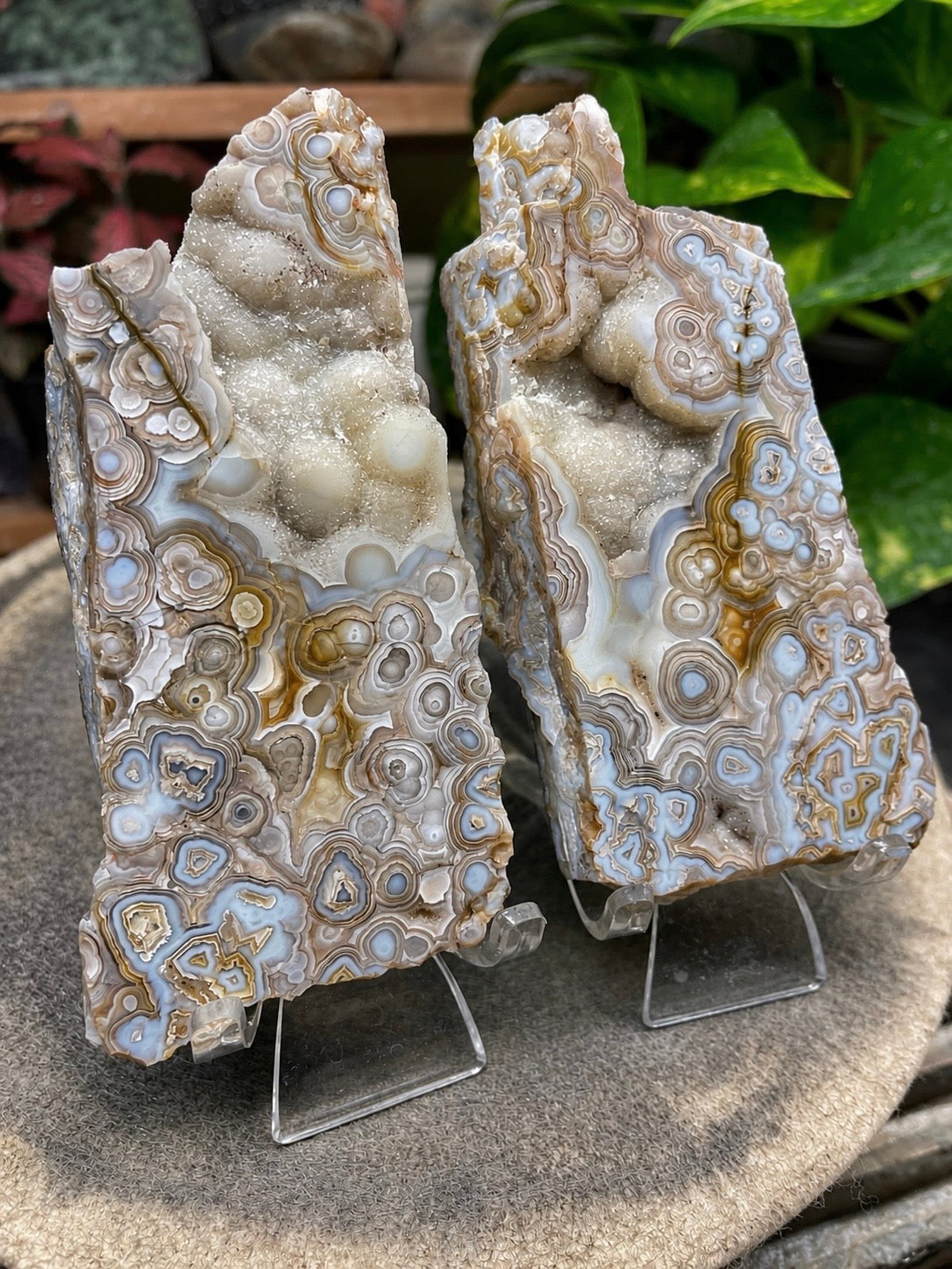 StoneBorn Creations Hand-Polished Lace Agate Pair – River Cut Matching Display Halves with Druzy Crystal Pockets & Intricate Natural Banding