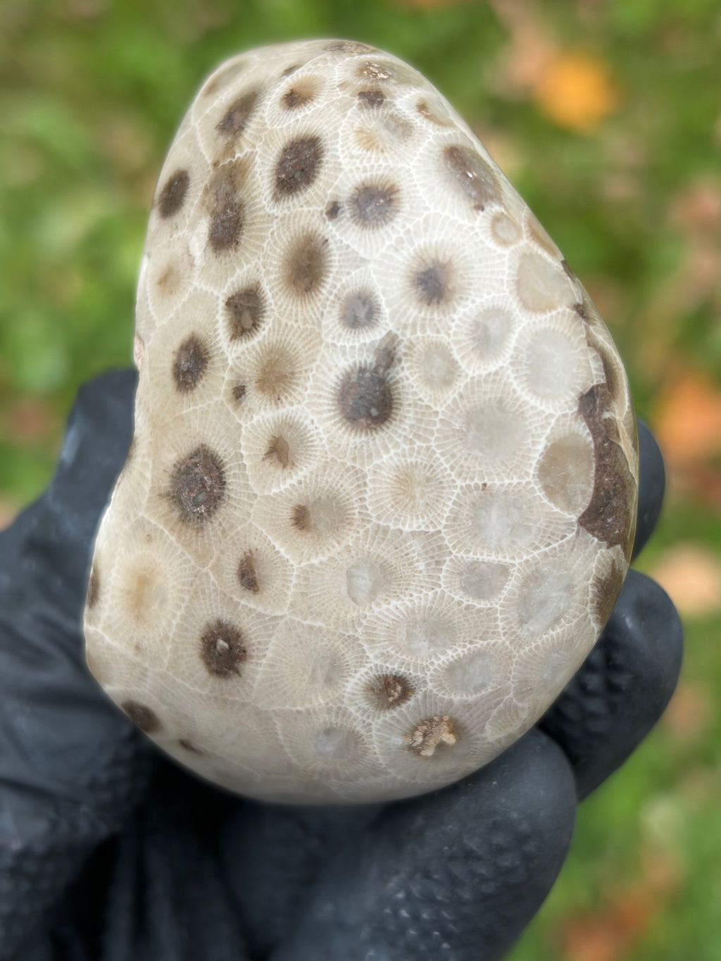 StoneBorn Creations – Hand-Polished Petoskey Stone | Fossilized Coral | Natural Freeform Display
