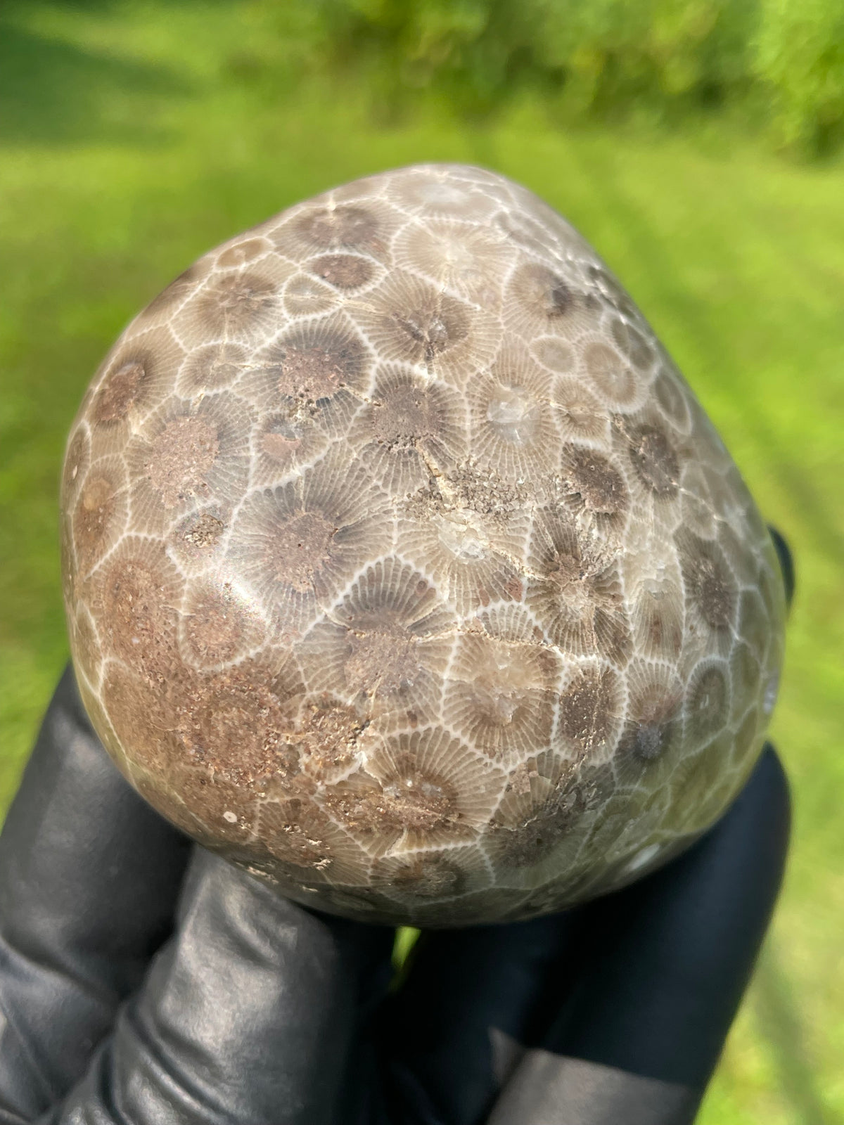 StoneBorn Creations Hand-Polished Petoskey Stone Fossil Coral Freeform Display Stone
