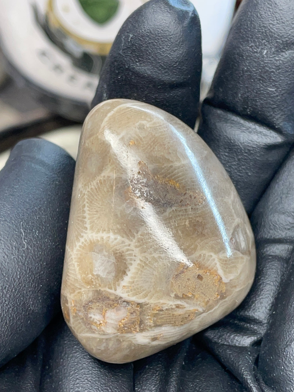 StoneBorn Creations – Polished Petoskey Stone (Ancient Fossil Coral)