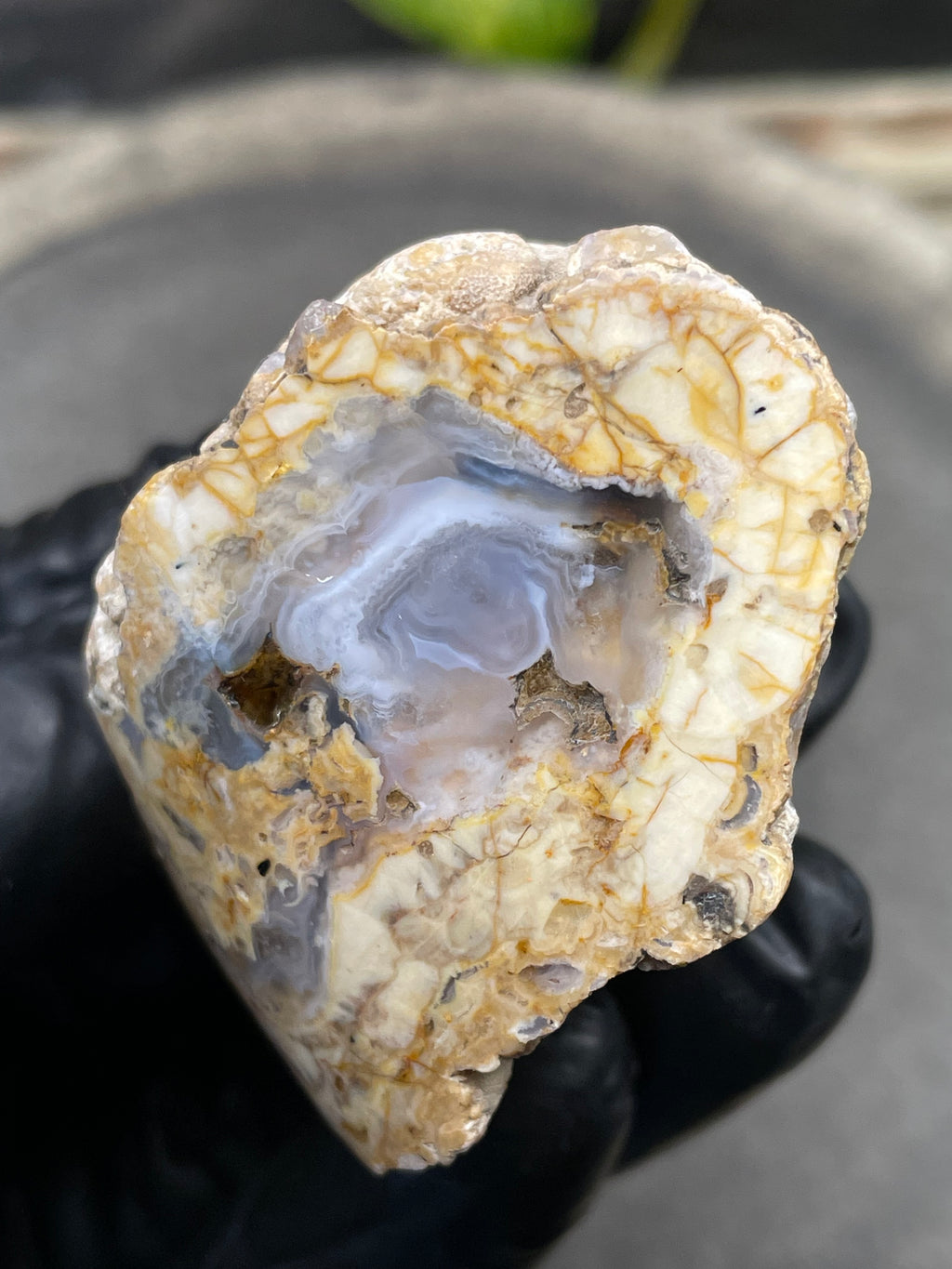 StoneBorn Creations Hand-Polished Curved Lace Agate with Natural Cream, Gold & Gray Banding – One-of-a-Kind Display Stone