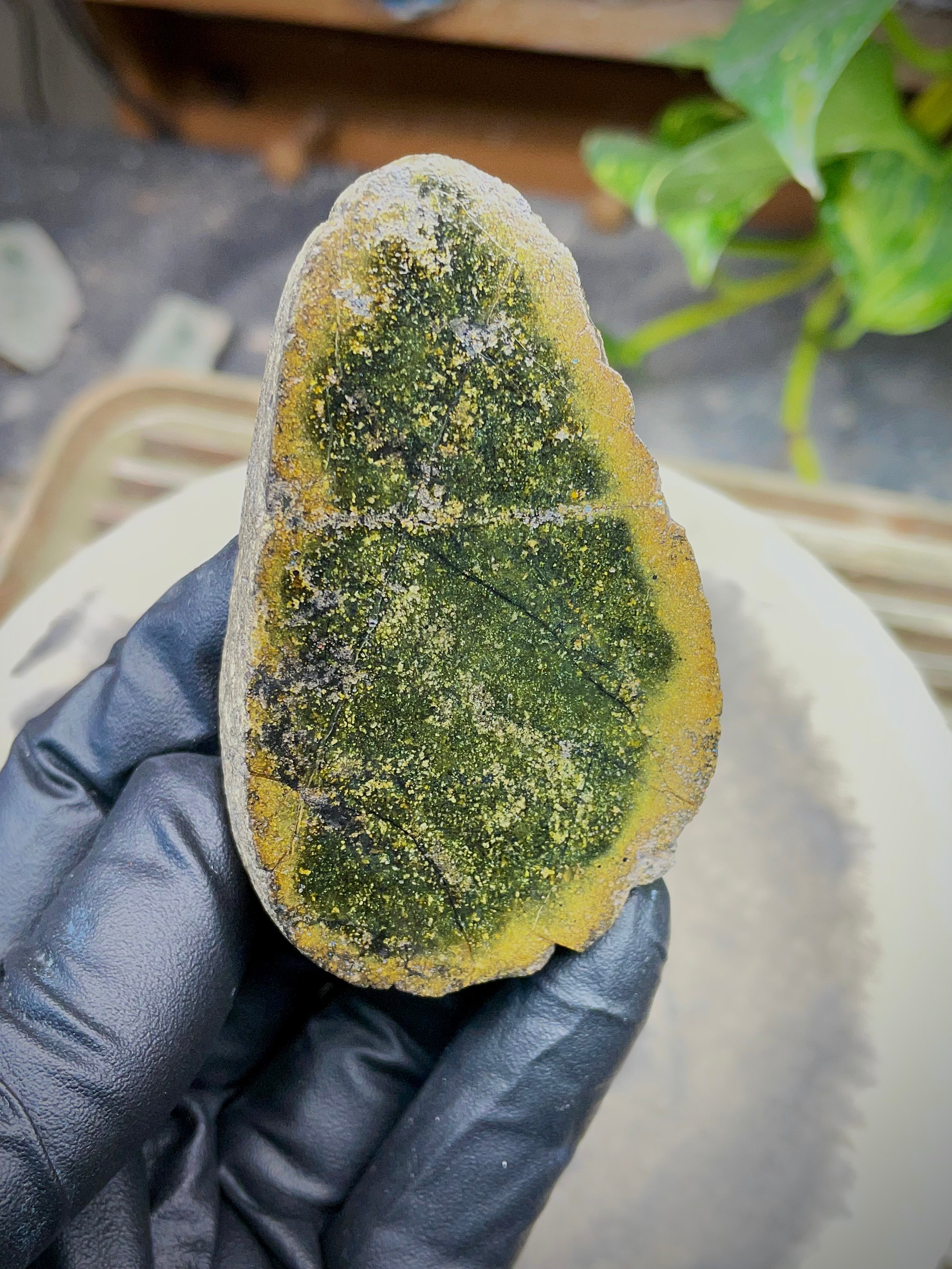 StoneBorn Creations Hand-Polished Vermont Serpentine Freeform Display Stone | Natural Green Reveal | Raw Back