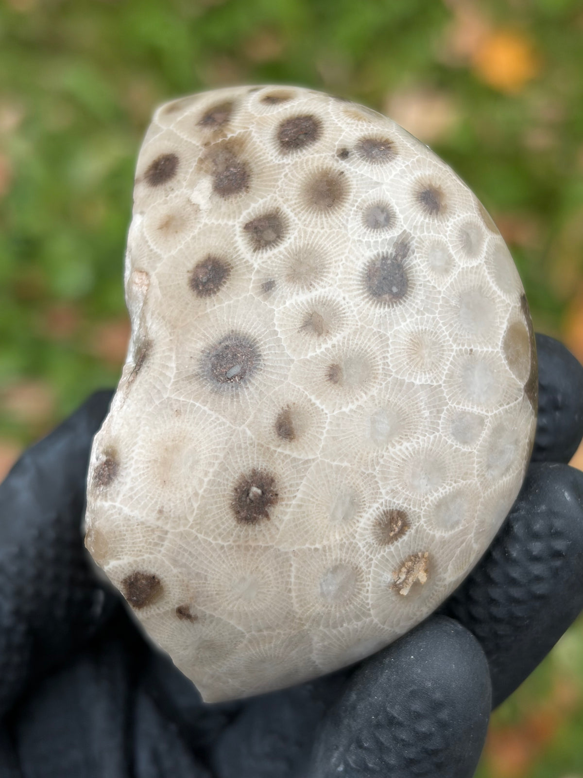 StoneBorn Creations – Hand-Polished Petoskey Stone | Fossilized Coral | Natural Freeform Display