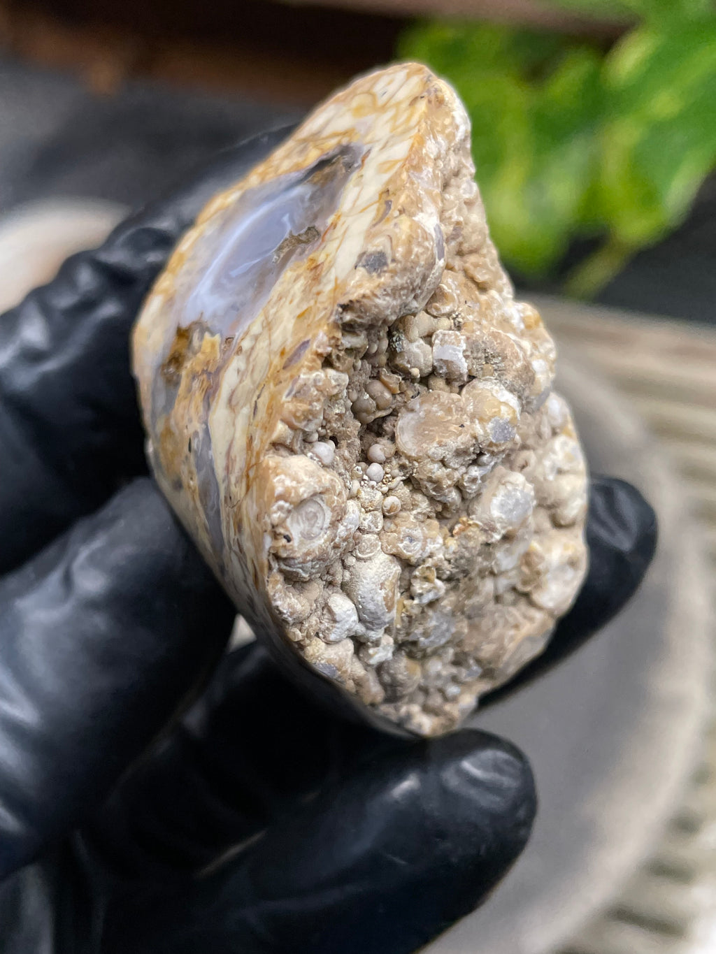 StoneBorn Creations Hand-Polished Curved Lace Agate with Natural Cream, Gold & Gray Banding – One-of-a-Kind Display Stone