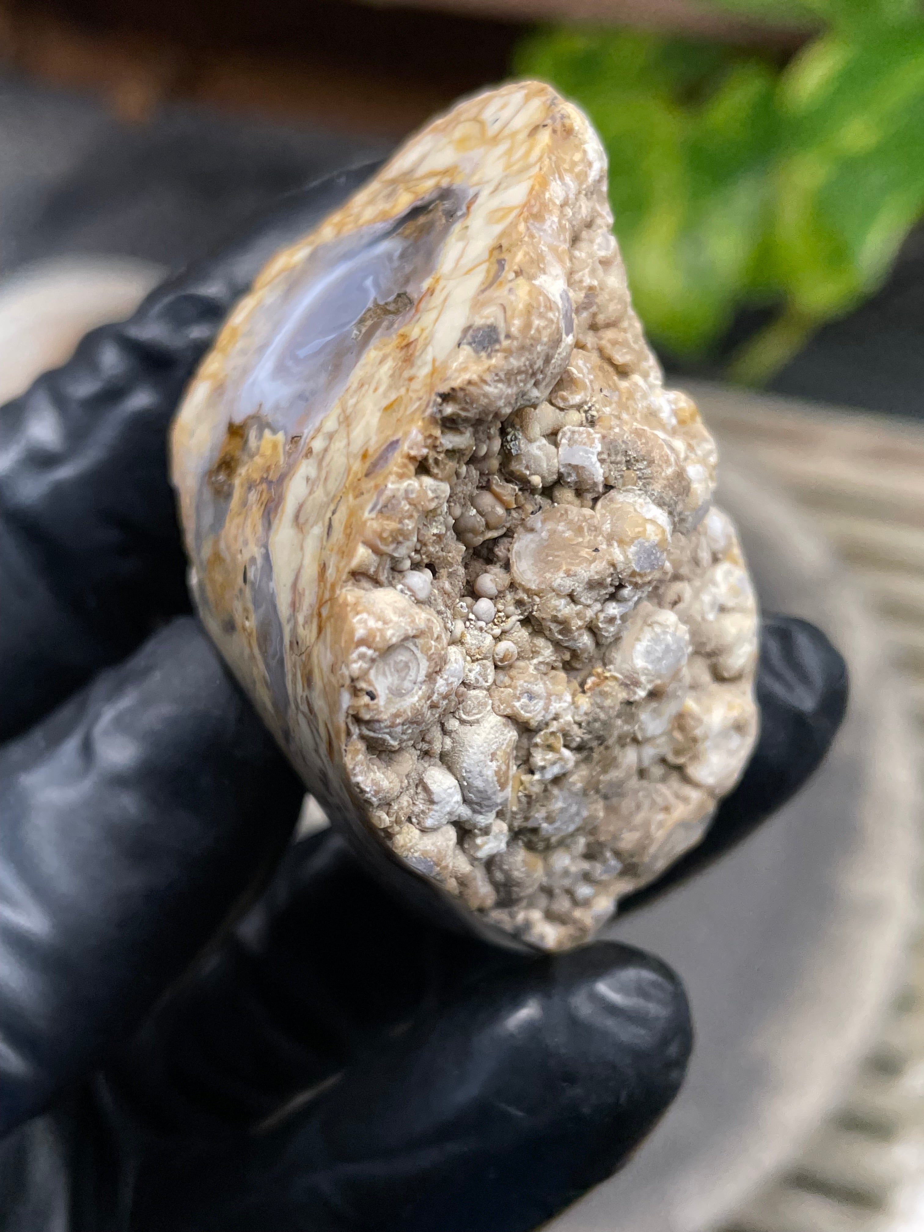 StoneBorn Creations Hand-Polished Curved Lace Agate with Natural Cream, Gold & Gray Banding – One-of-a-Kind Display Stone