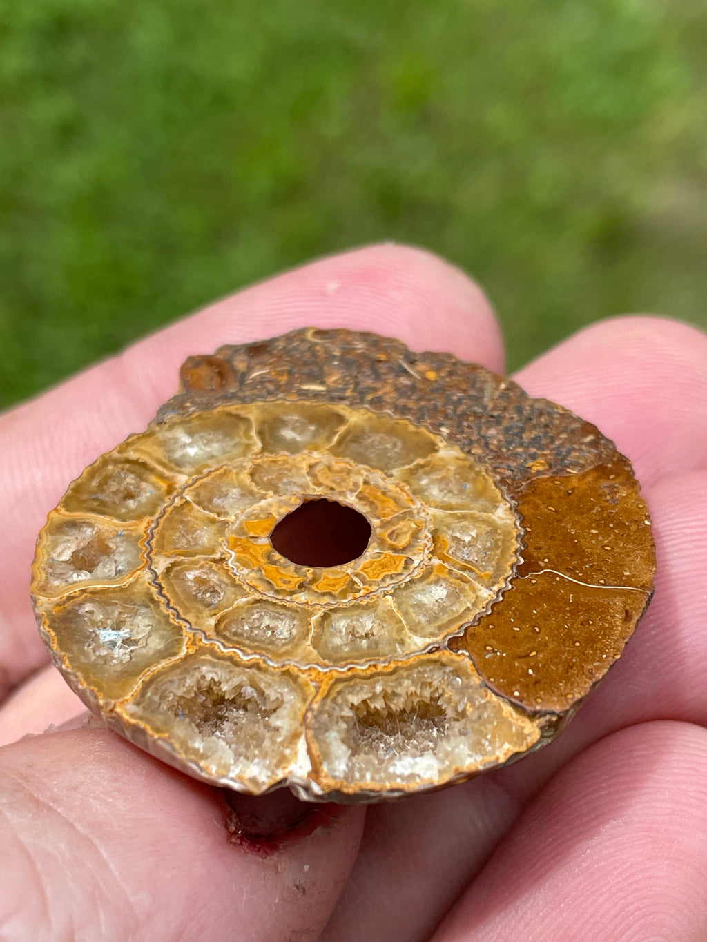 StoneBorn Creations Hand-Polished Split Ammonite Fossil Pair with Natural Druzy Chambers and Preserved Crystal-Filled Septa