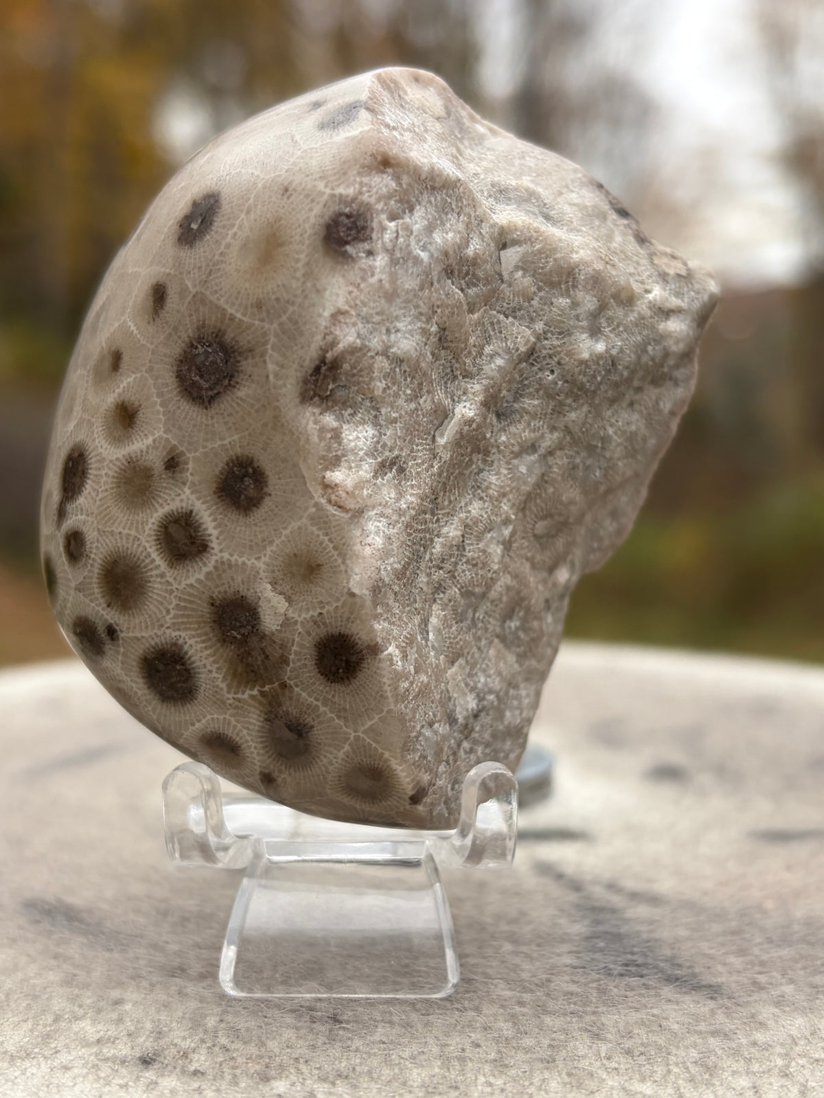 StoneBorn Creations – Hand-Polished Petoskey Stone | Fossilized Coral | Natural Freeform Display