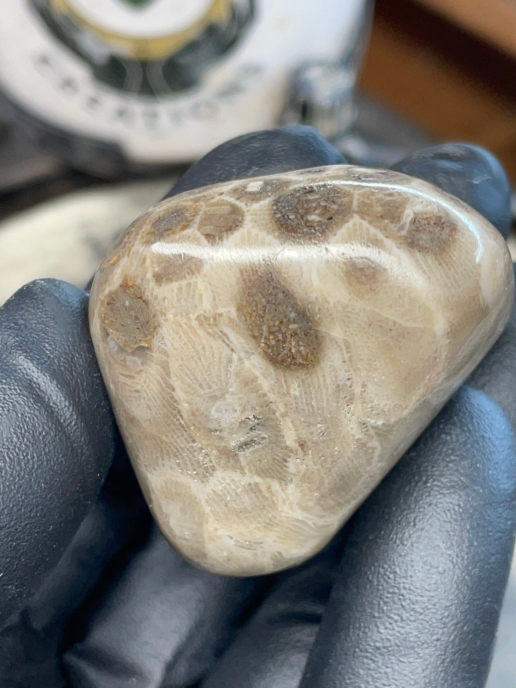 StoneBorn Creations – Polished Petoskey Stone (Ancient Fossil Coral)