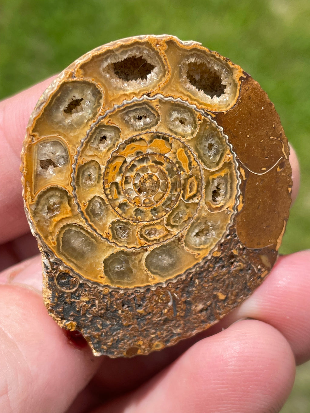 StoneBorn Creations Hand-Polished Split Ammonite Fossil Pair with Natural Druzy Chambers and Preserved Crystal-Filled Septa
