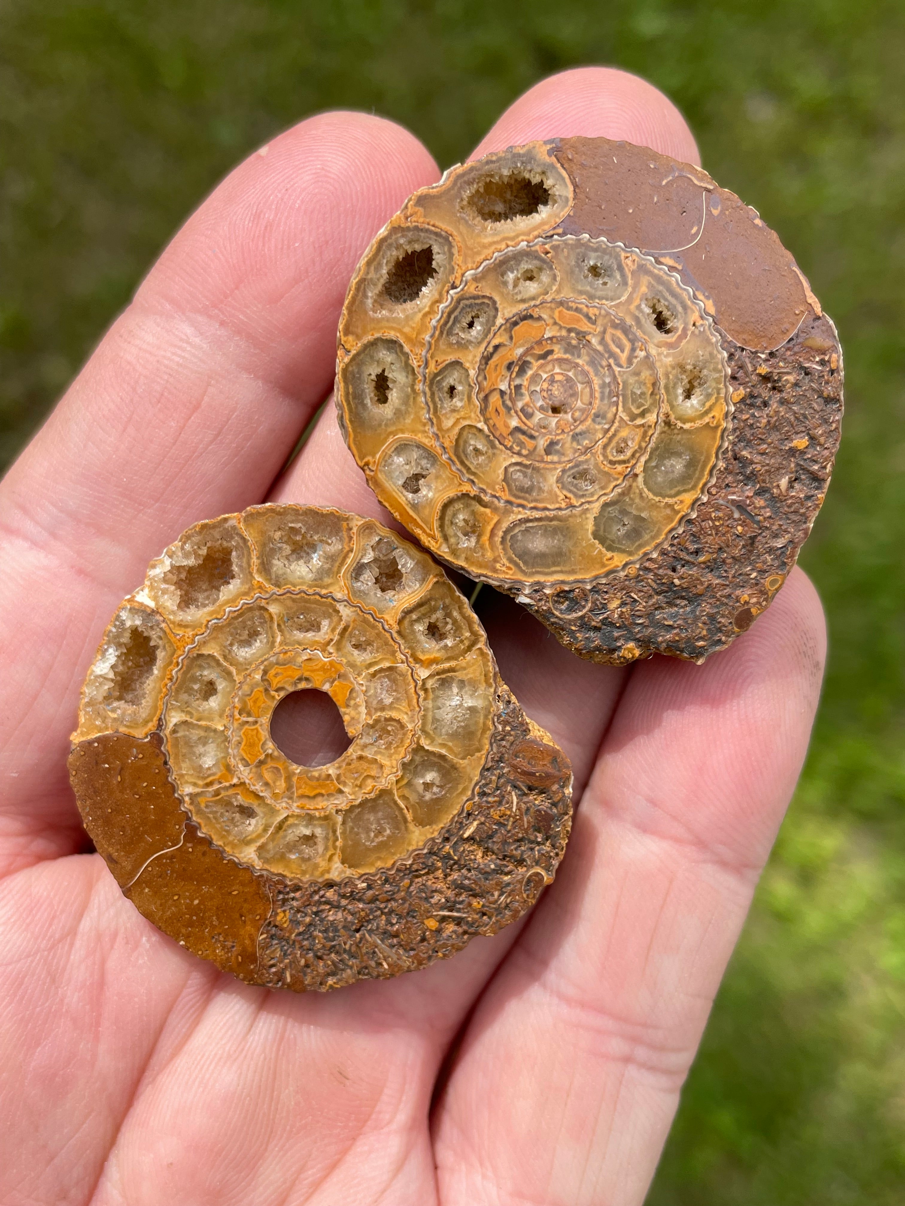 StoneBorn Creations Hand-Polished Split Ammonite Fossil Pair with Natural Druzy Chambers and Preserved Crystal-Filled Septa