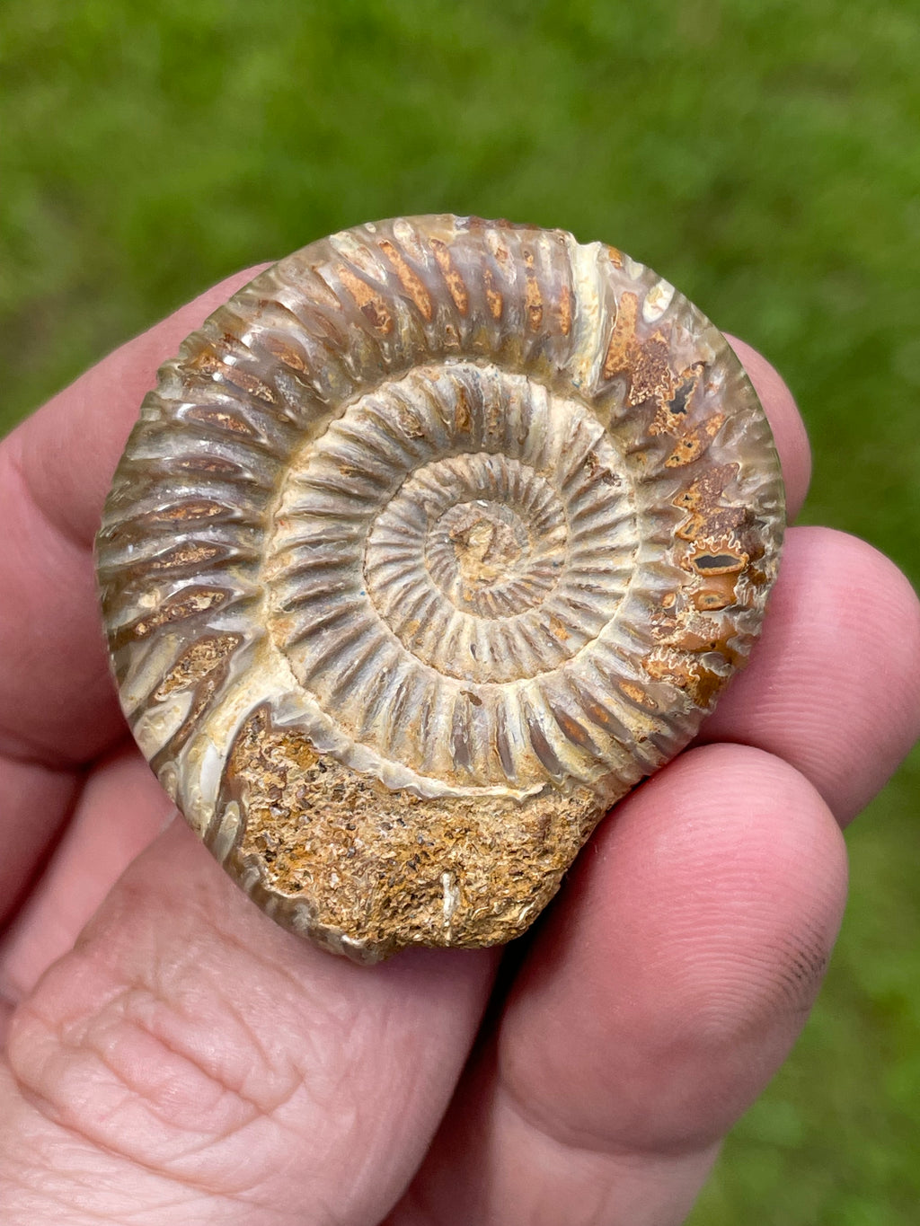 StoneBorn Creations Hand-Polished Split Ammonite Fossil Pair with Natural Druzy Chambers and Preserved Crystal-Filled Septa