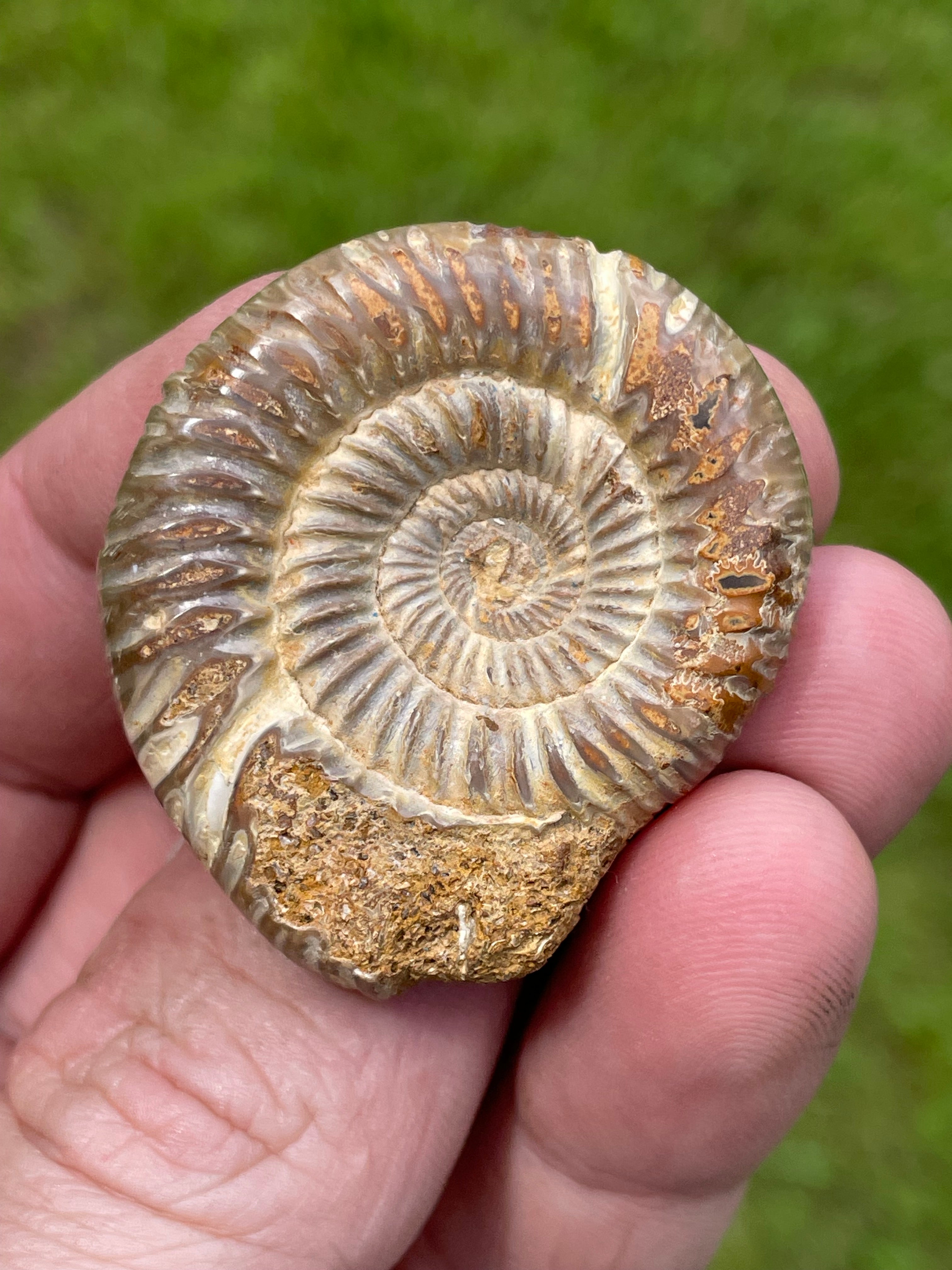 StoneBorn Creations Hand-Polished Split Ammonite Fossil Pair with Natural Druzy Chambers and Preserved Crystal-Filled Septa