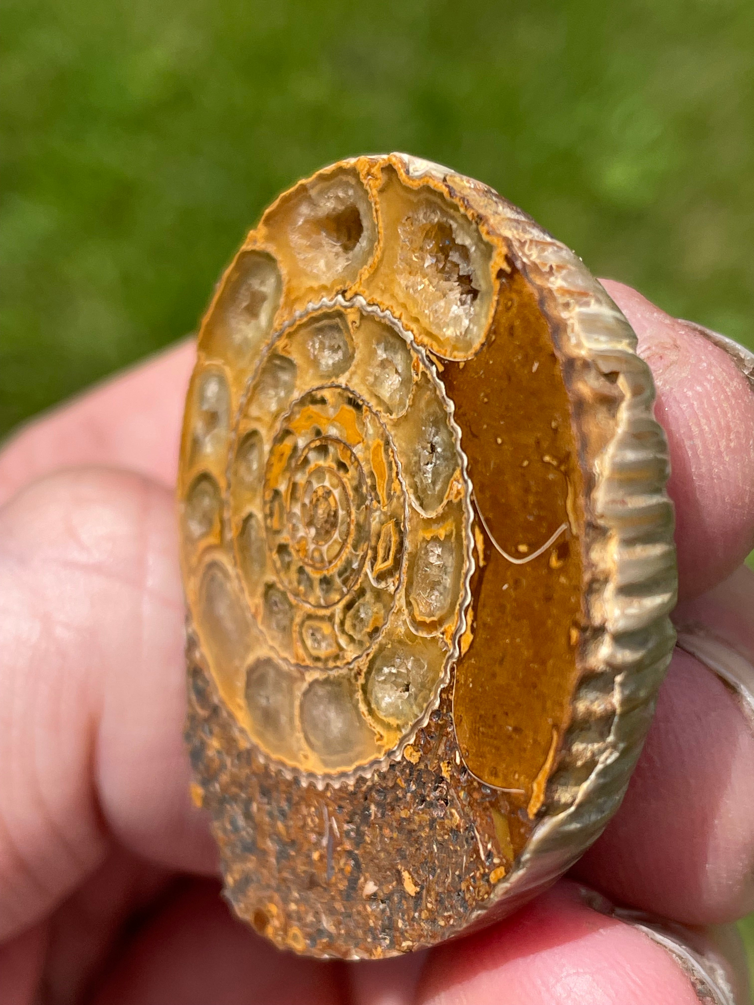 StoneBorn Creations Hand-Polished Split Ammonite Fossil Pair with Natural Druzy Chambers and Preserved Crystal-Filled Septa
