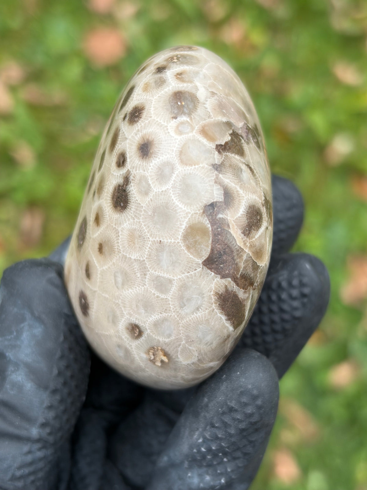 StoneBorn Creations – Hand-Polished Petoskey Stone | Fossilized Coral | Natural Freeform Display