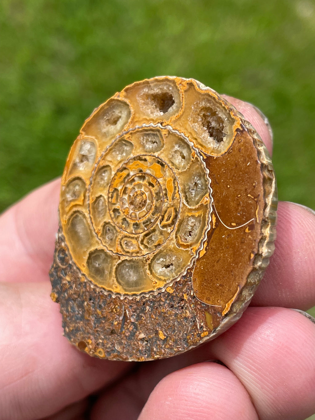 StoneBorn Creations Hand-Polished Split Ammonite Fossil Pair with Natural Druzy Chambers and Preserved Crystal-Filled Septa