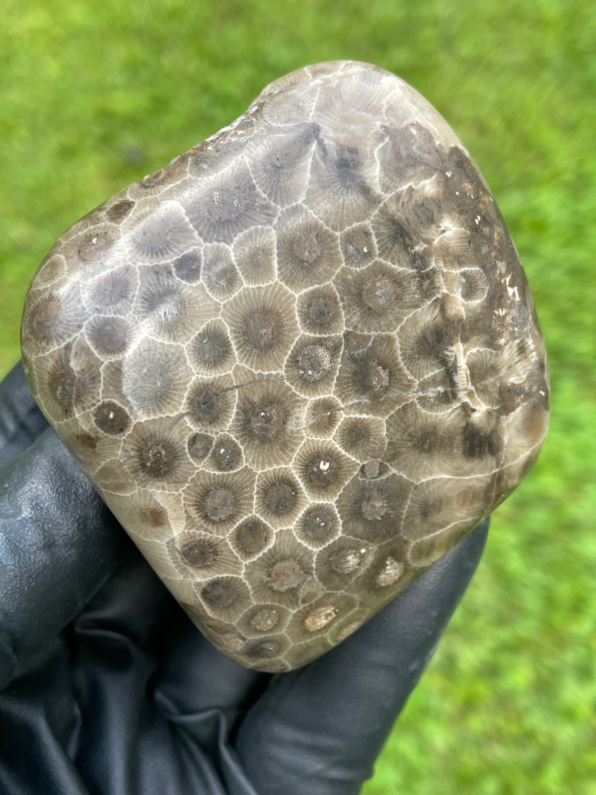StoneBorn Creations Petoskey Stone Freeform – Hand Polished Fossil Coral with Natural Matrix