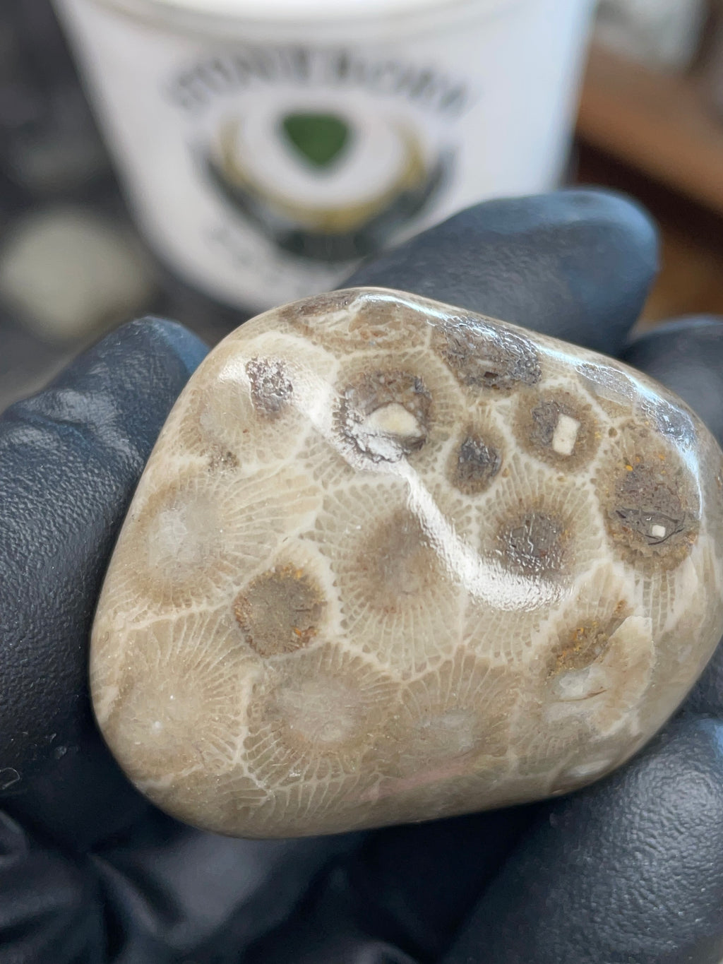 StoneBorn Creations – Polished Petoskey Stone (Ancient Fossil Coral)