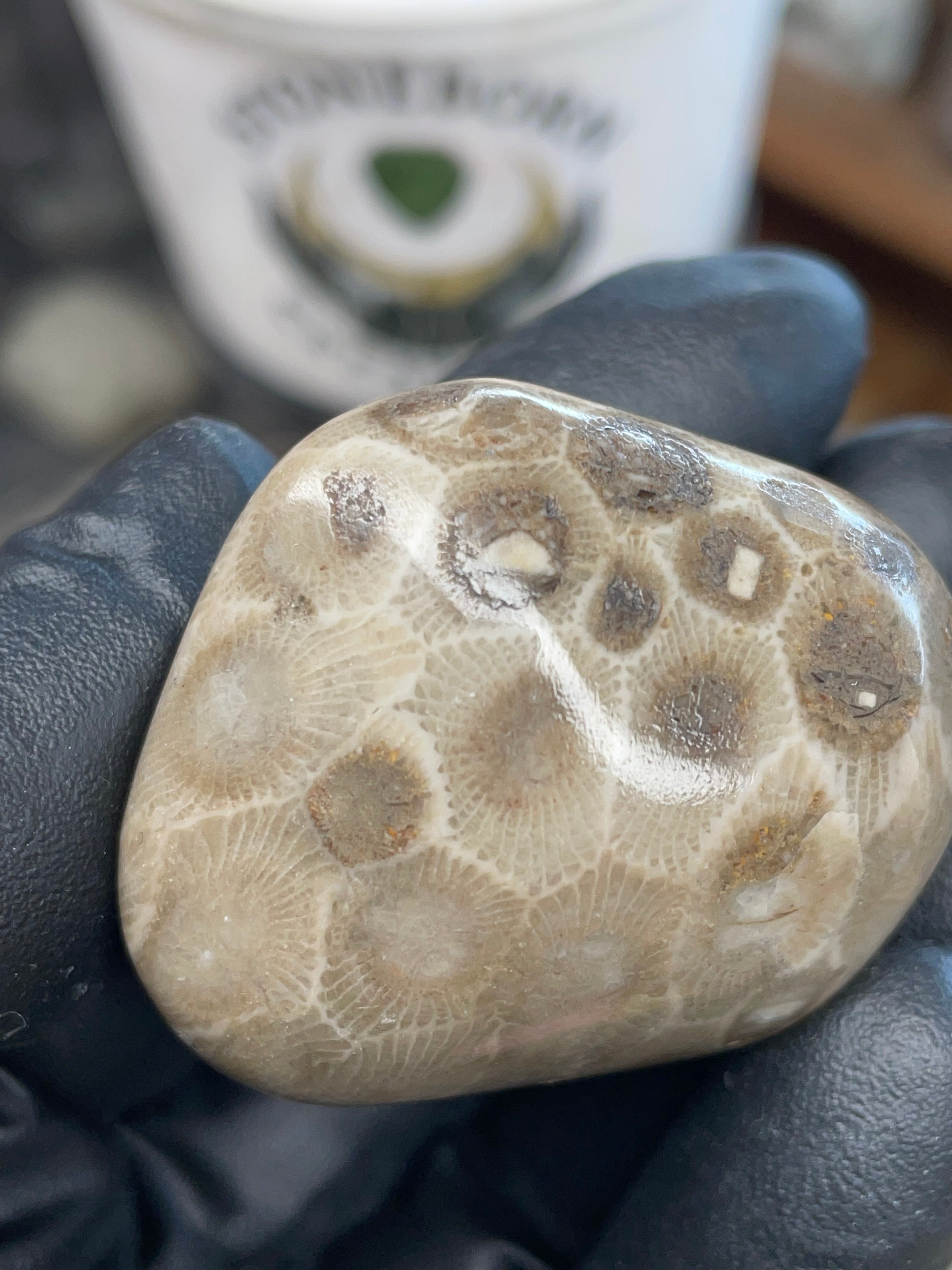 StoneBorn Creations – Polished Petoskey Stone (Ancient Fossil Coral)