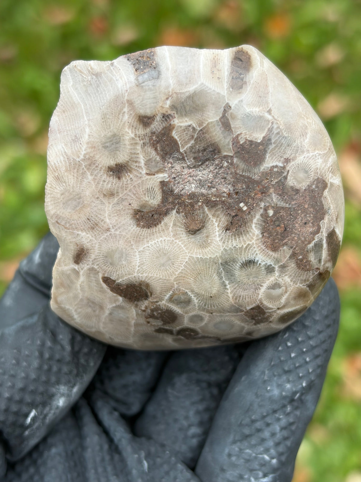 StoneBorn Creations – Hand-Polished Petoskey Stone | Fossilized Coral | Natural Freeform Display