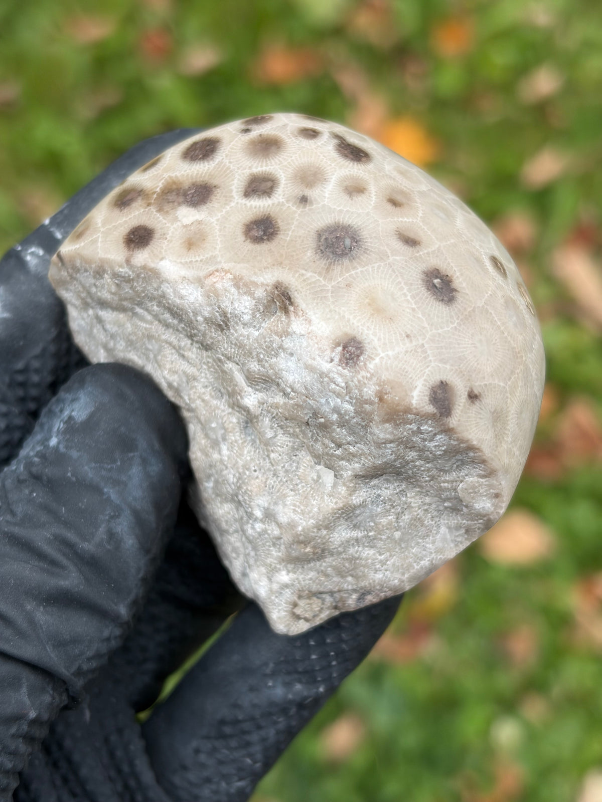 StoneBorn Creations – Hand-Polished Petoskey Stone | Fossilized Coral | Natural Freeform Display