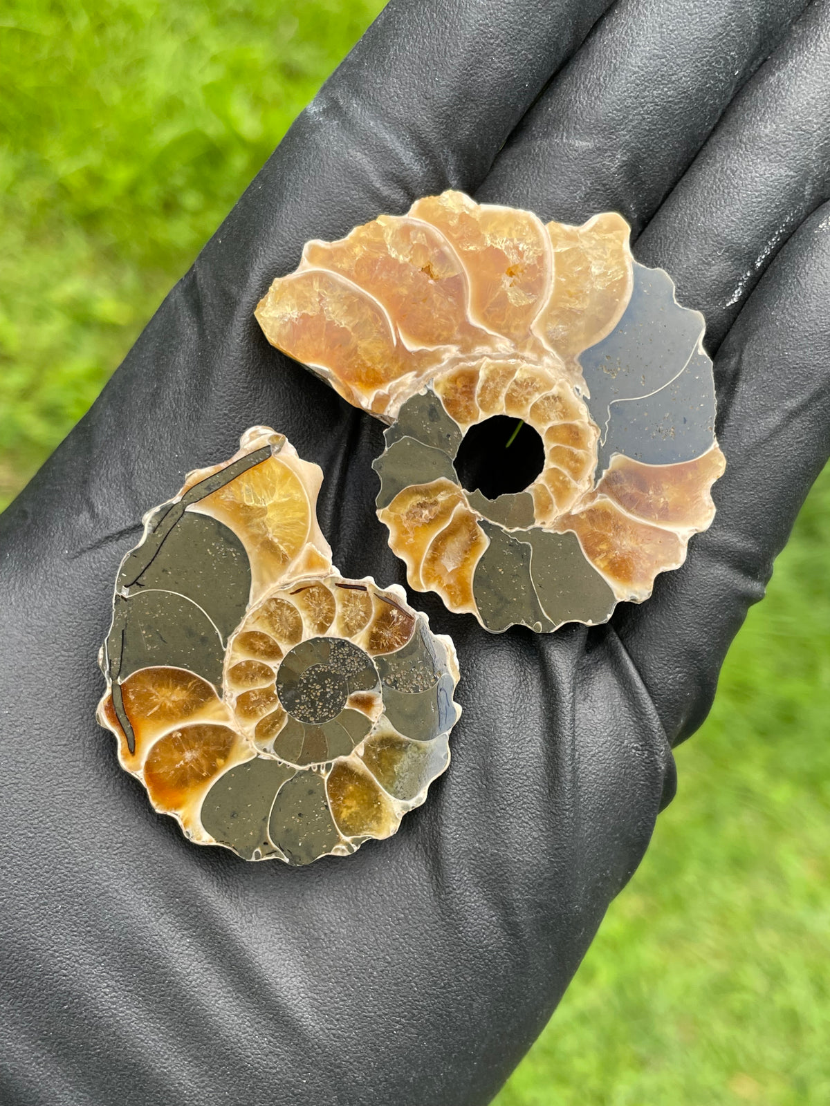 StoneBorn Creations Polished Ammonite Fossil – Golden Crystal Chambers