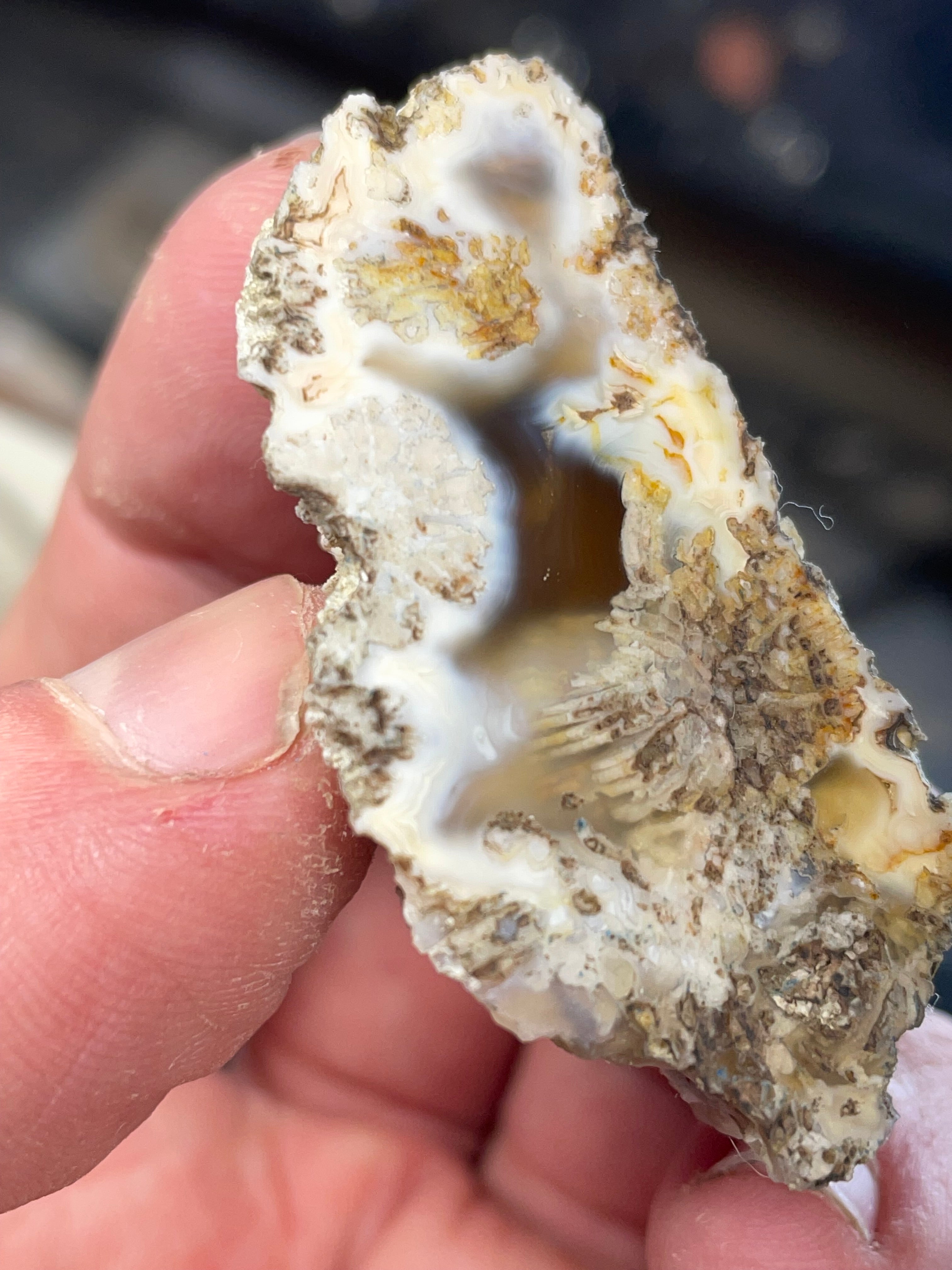 Agatized Coral | Hand Polished Fossil Coral | One of a Kind
