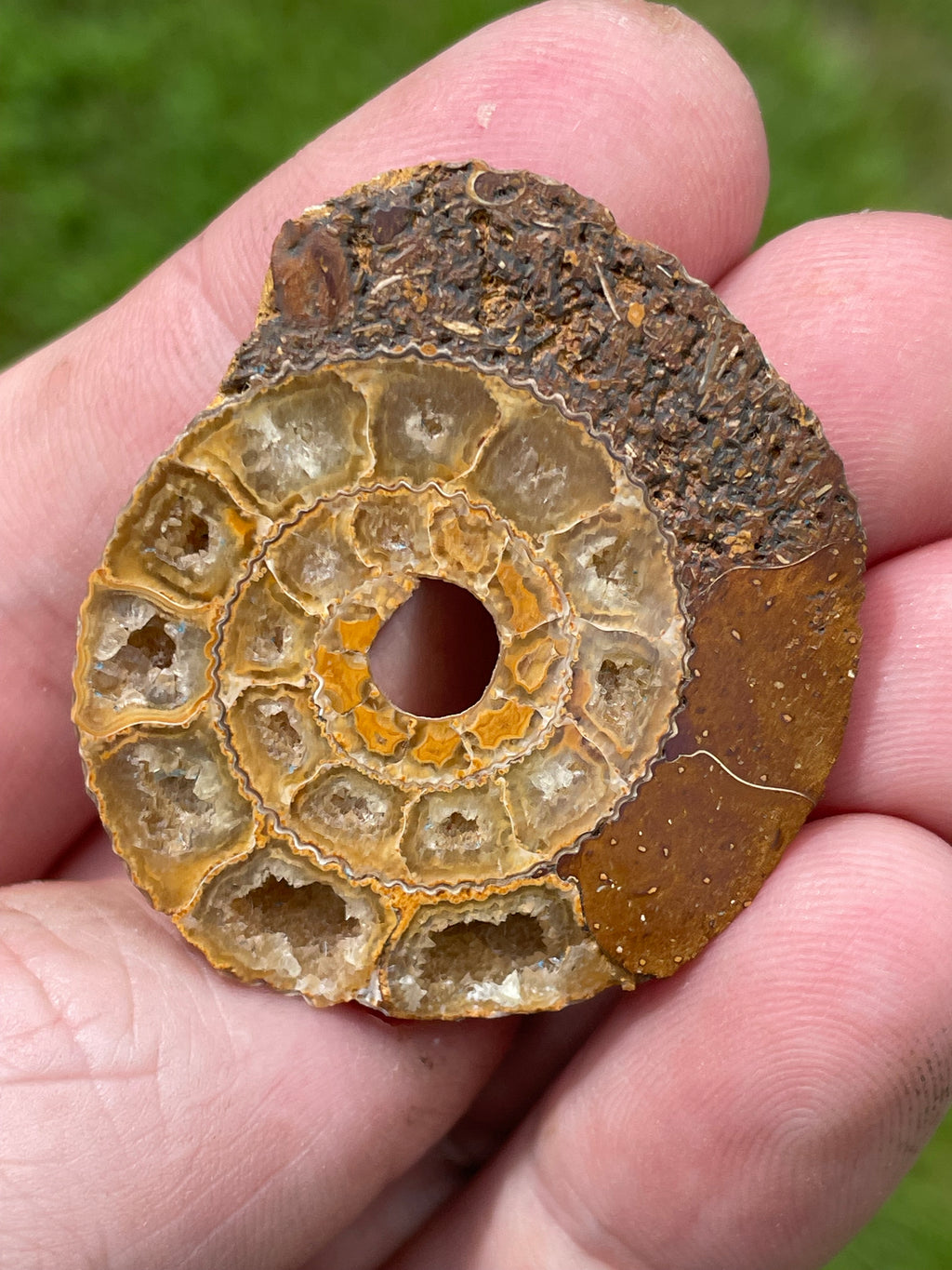 StoneBorn Creations Hand-Polished Split Ammonite Fossil Pair with Natural Druzy Chambers and Preserved Crystal-Filled Septa