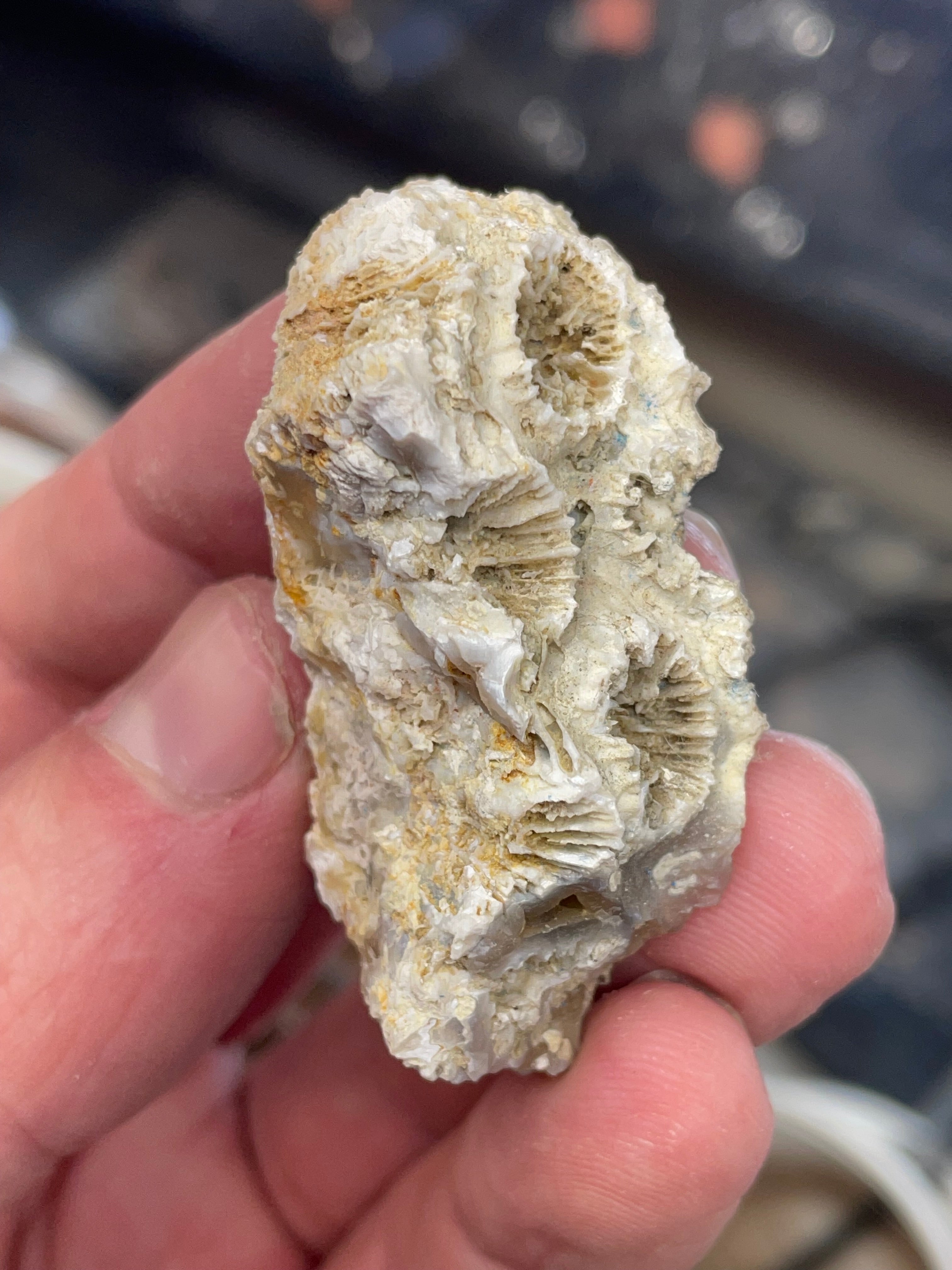 Agatized Coral | Hand Polished Fossil Coral | One of a Kind