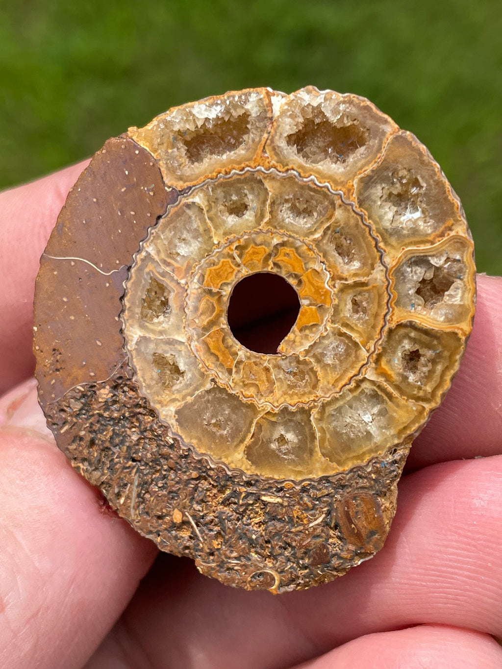 StoneBorn Creations Hand-Polished Split Ammonite Fossil Pair with Natural Druzy Chambers and Preserved Crystal-Filled Septa