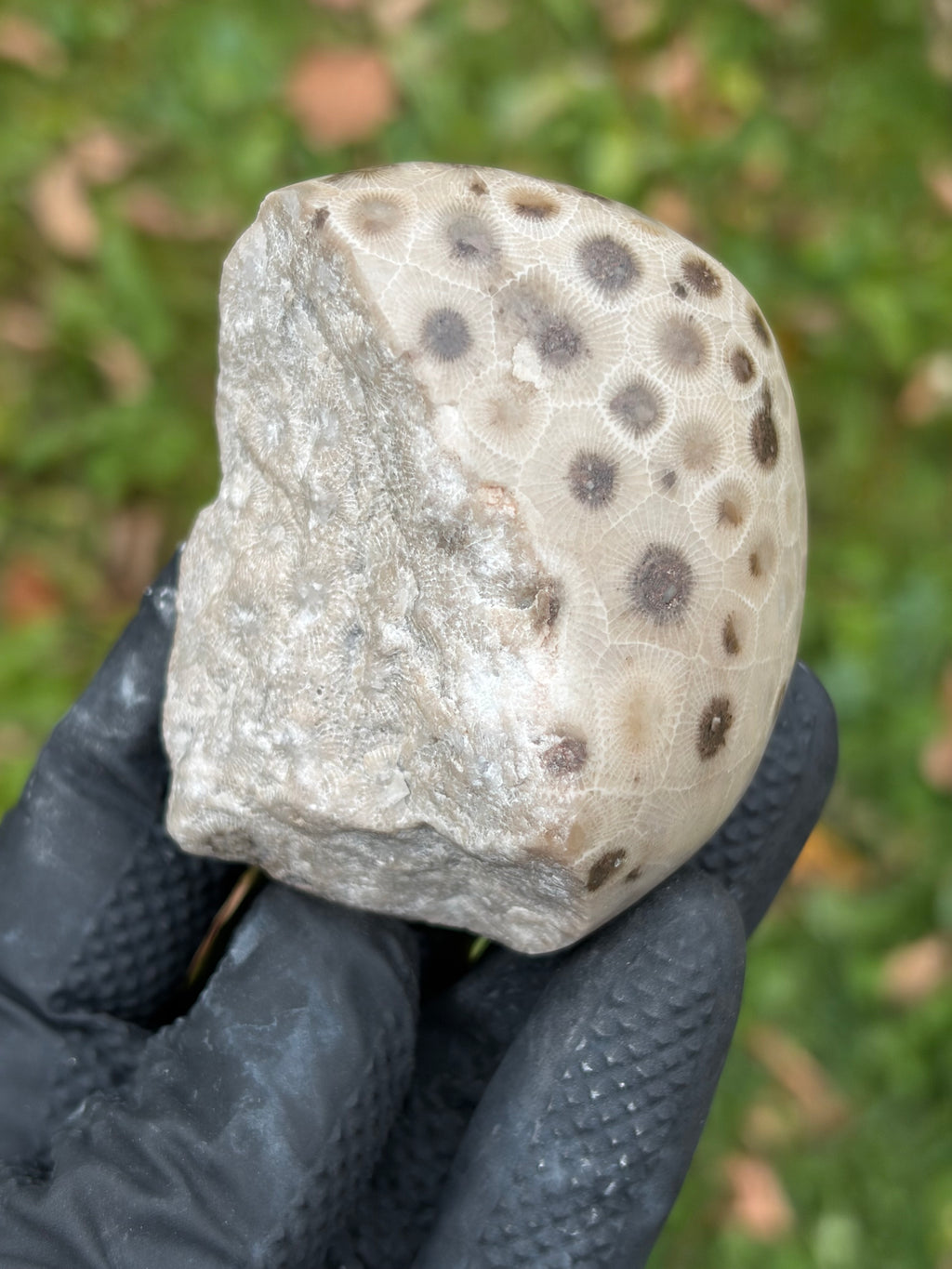 StoneBorn Creations – Hand-Polished Petoskey Stone | Fossilized Coral | Natural Freeform Display