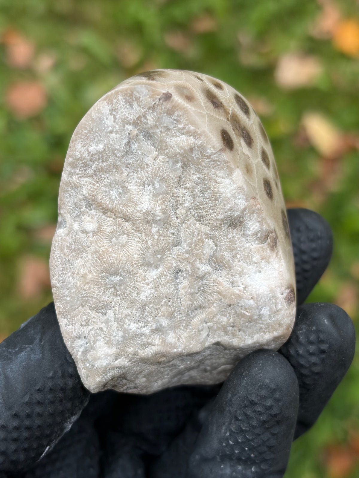 StoneBorn Creations – Hand-Polished Petoskey Stone | Fossilized Coral | Natural Freeform Display