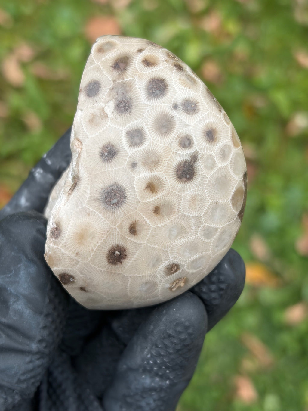 StoneBorn Creations – Hand-Polished Petoskey Stone | Fossilized Coral | Natural Freeform Display