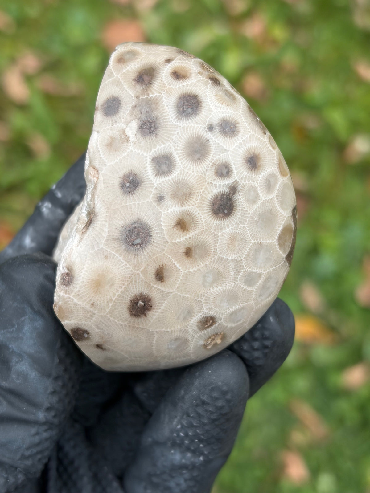 StoneBorn Creations – Hand-Polished Petoskey Stone | Fossilized Coral | Natural Freeform Display