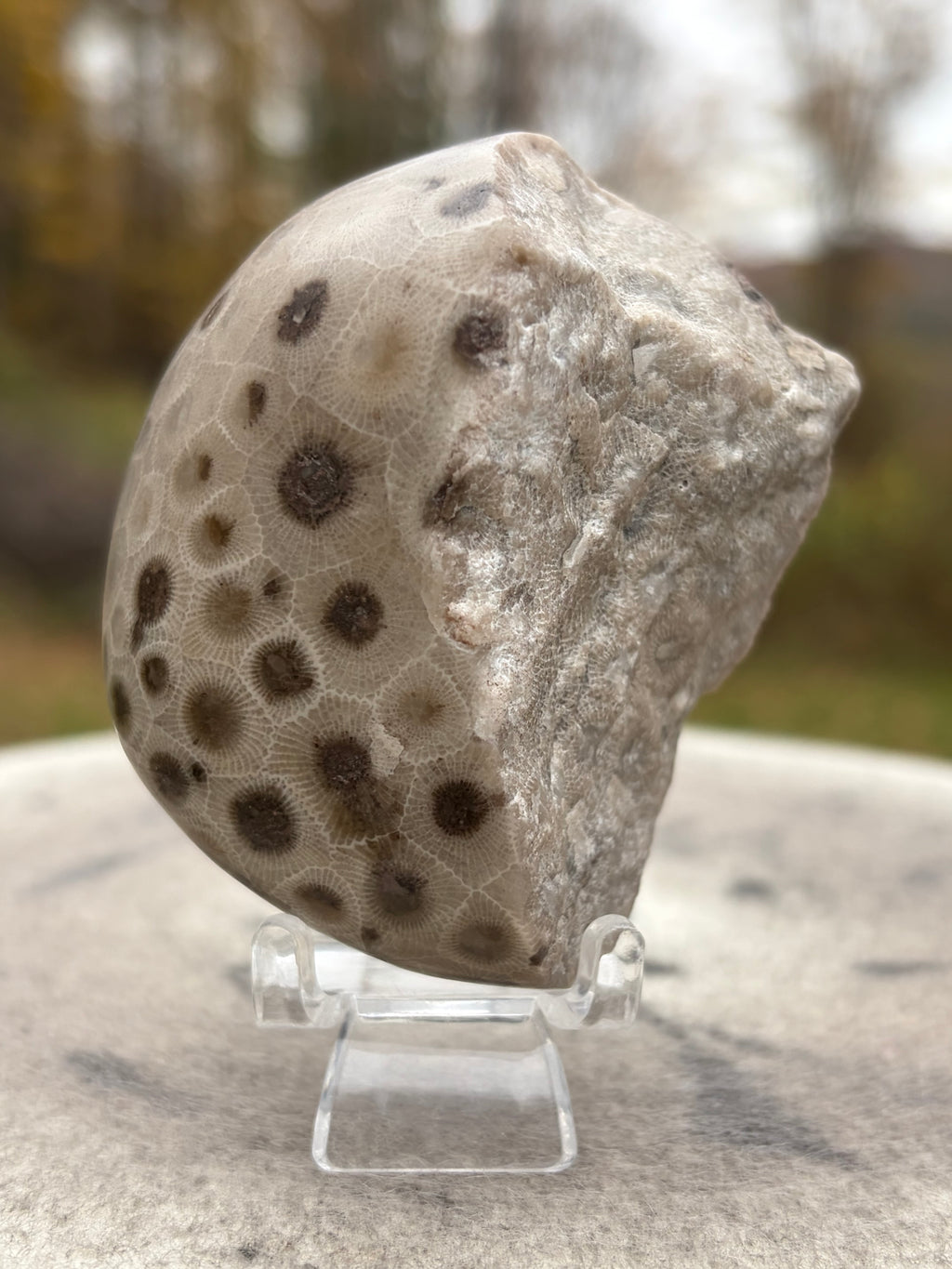StoneBorn Creations – Hand-Polished Petoskey Stone | Fossilized Coral | Natural Freeform Display