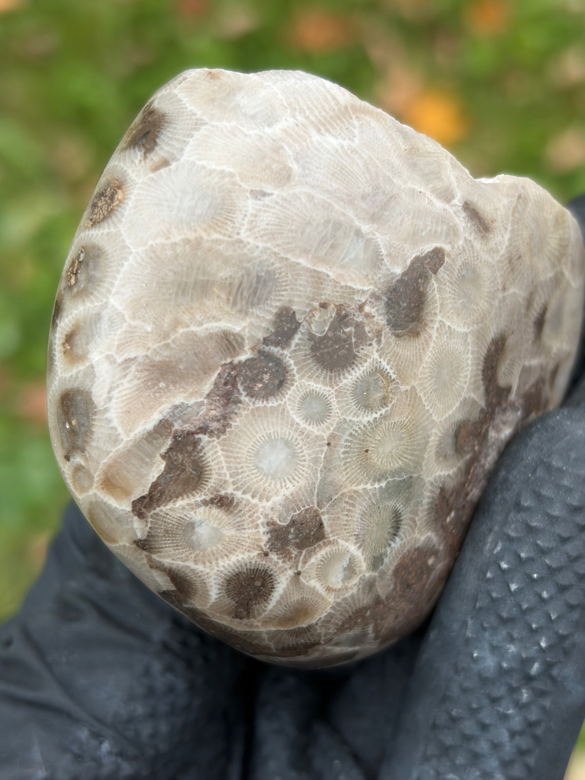 StoneBorn Creations – Hand-Polished Petoskey Stone | Fossilized Coral | Natural Freeform Display