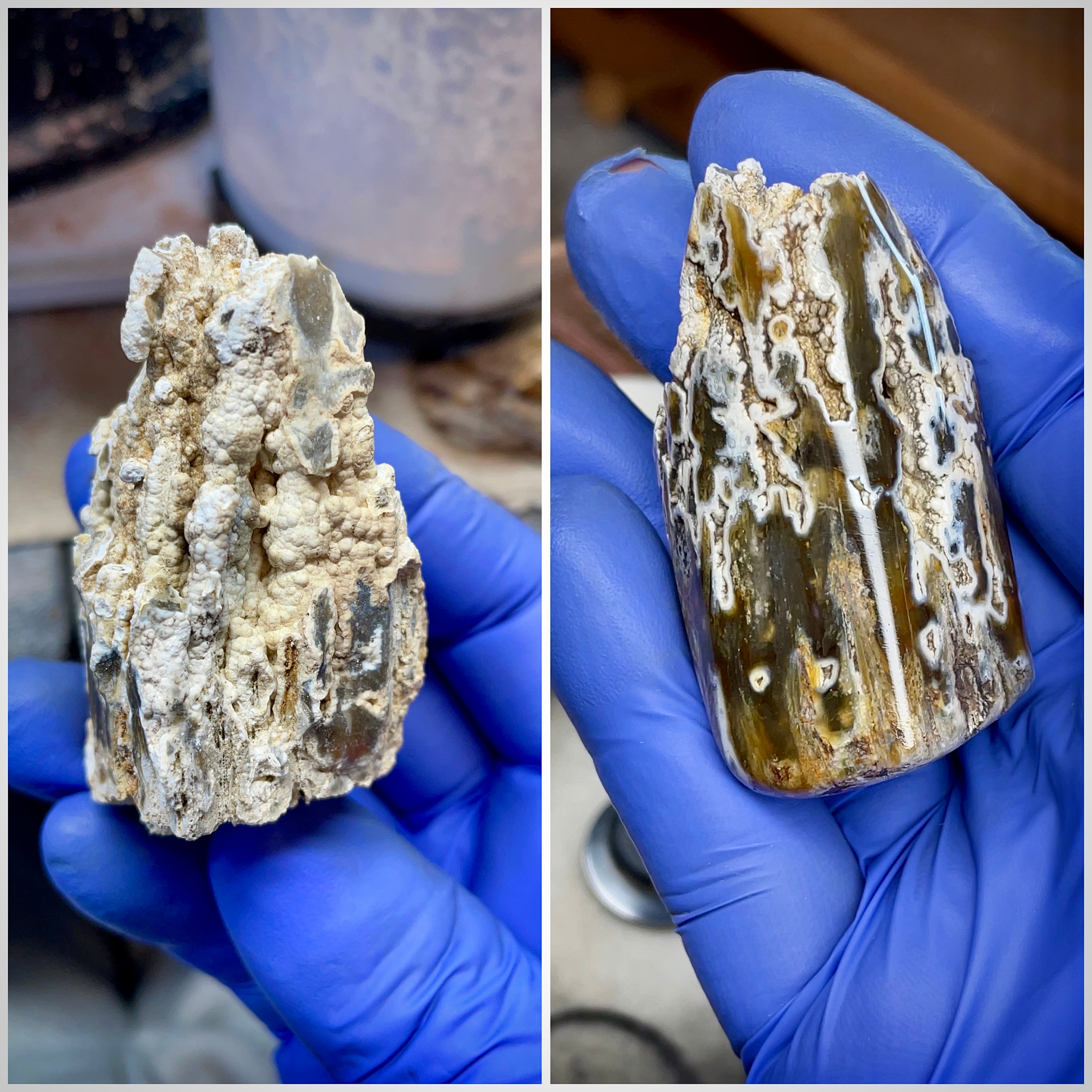 Agatized Coral – Hand Shaped & Polished Freeform